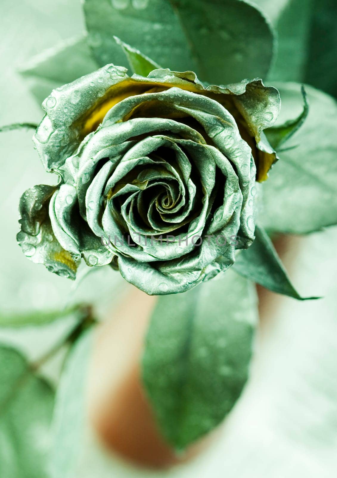 Rose (Rosa), a kind of flower which belongs to the rose-like family, includes over 200 species (according to some researchers up to a few thousands) bushes, which can be found in temperate and warm areas of the northern hemisphere.            Rose (Rosa)