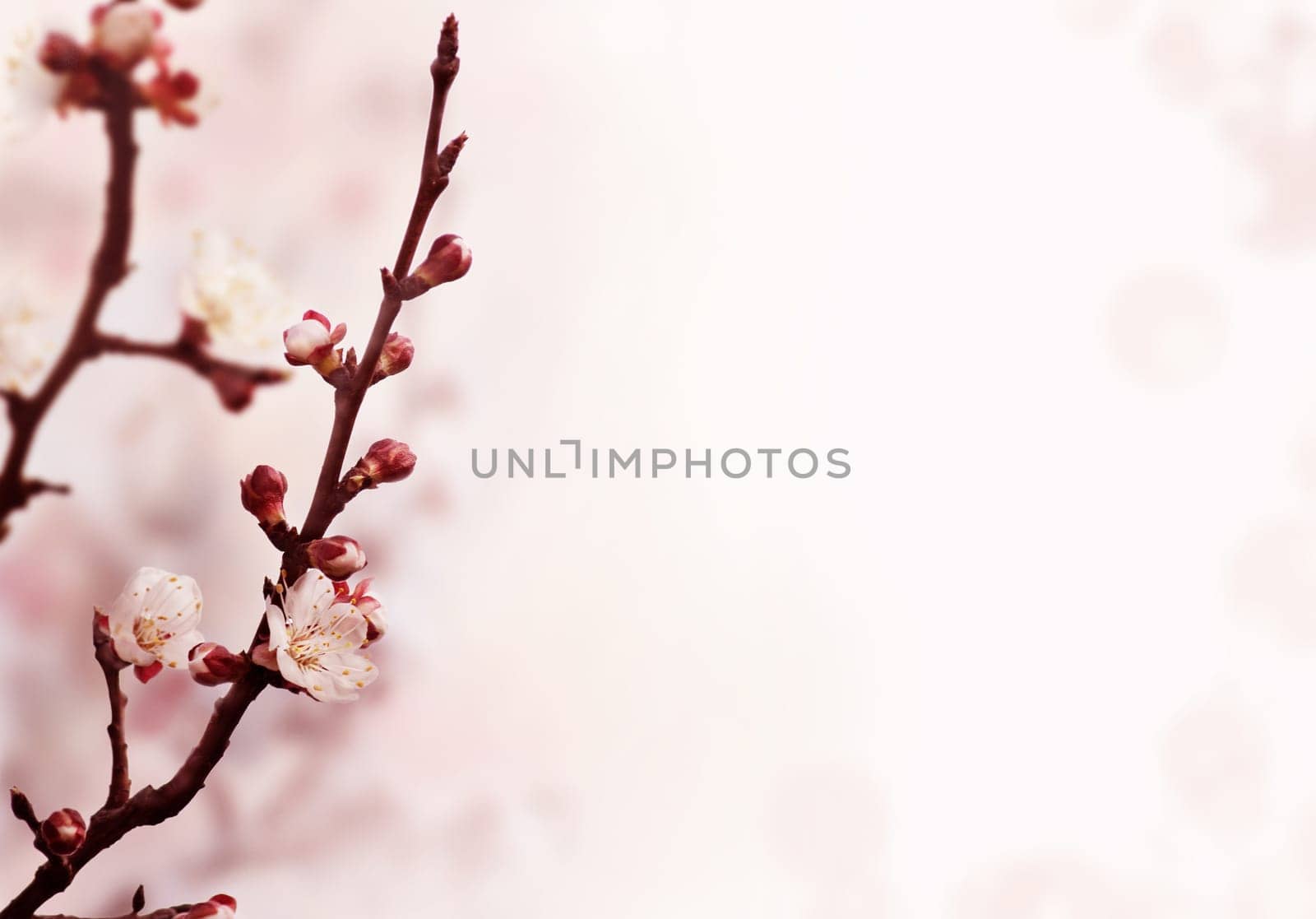 Beautiful asian garden in spring wallpaper. Cherry blossom flower banner background design. Blooming tree closeup with sunlight and bokeh background.