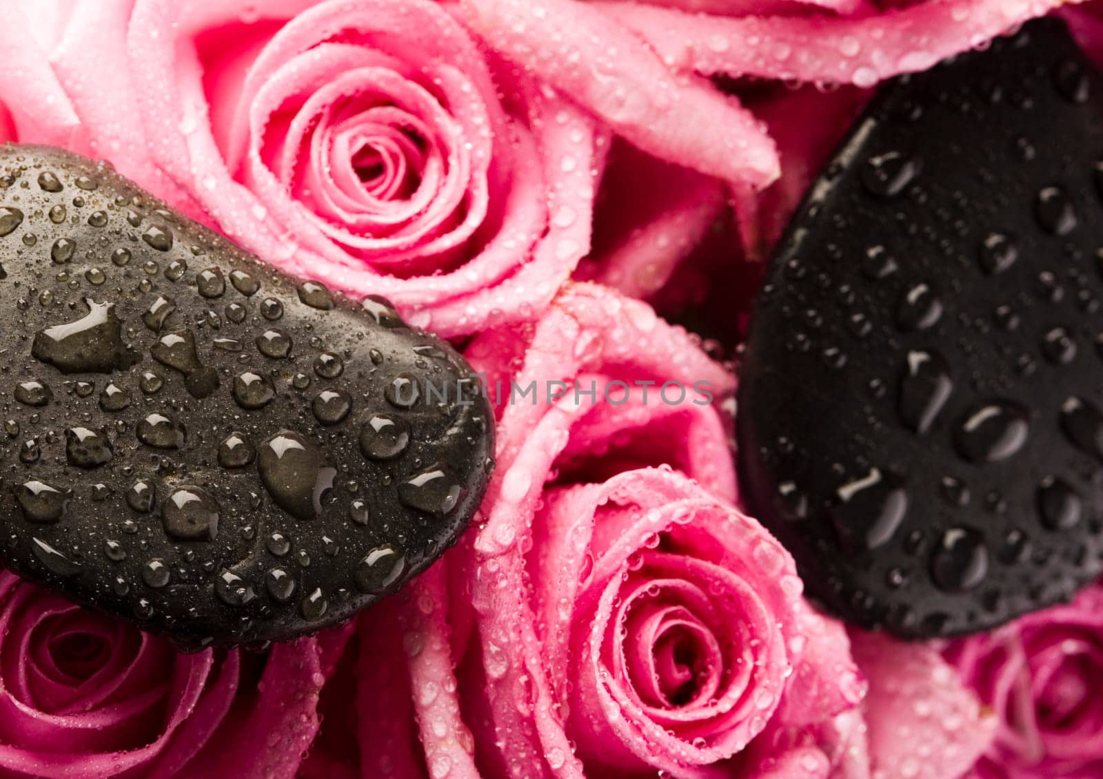 Rose (Rosa), a kind of flower which belongs to the rose-like family, includes over 200 species (according to some researchers up to a few thousands) bushes, which can be found in temperate and warm areas of the northern hemisphere.