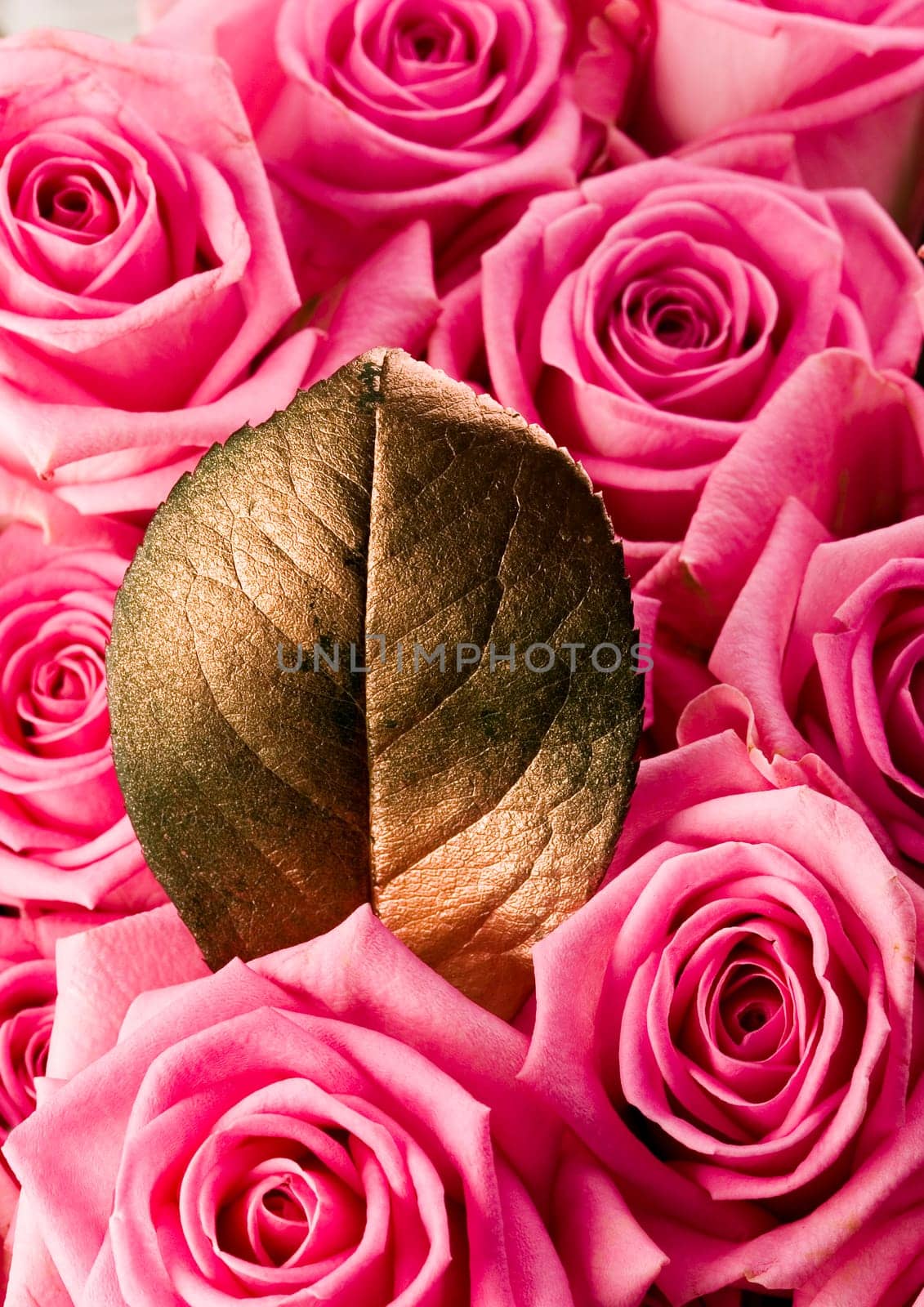 Rose (Rosa), a kind of flower which belongs to the rose-like family, includes over 200 species (according to some researchers up to a few thousands) bushes, which can be found in temperate and warm areas of the northern hemisphere.                Rose (Ro
