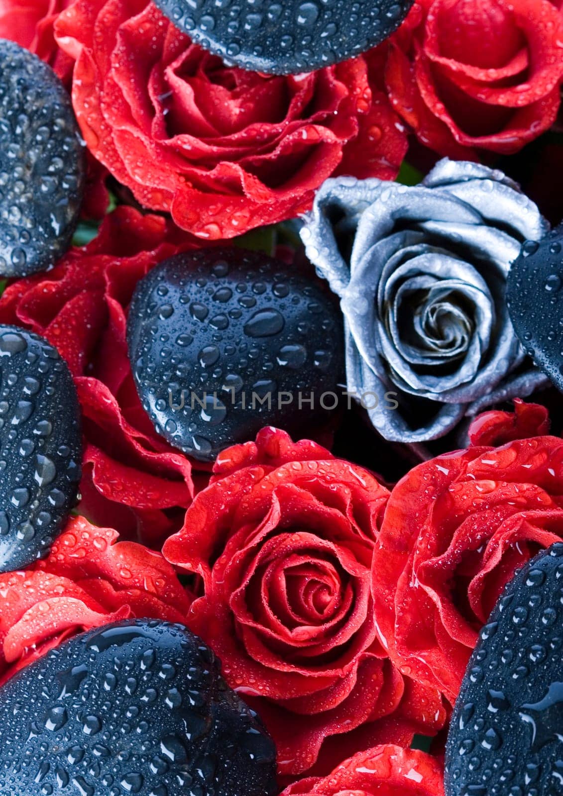 Rose (Rosa), a kind of flower which belongs to the rose-like family, includes over 200 species (according to some researchers up to a few thousands) bushes, which can be found in temperate and warm areas of the northern hemisphere.