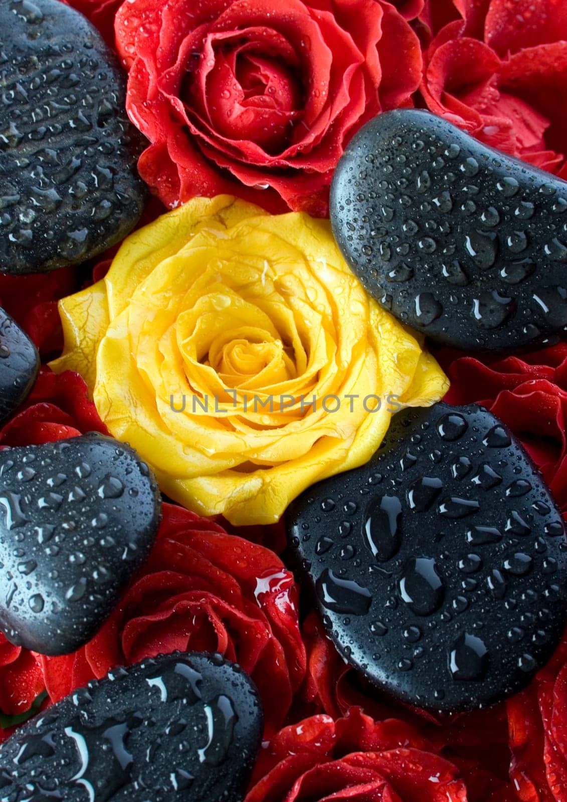 Rose (Rosa), a kind of flower which belongs to the rose-like family, includes over 200 species (according to some researchers up to a few thousands) bushes, which can be found in temperate and warm areas of the northern hemisphere.