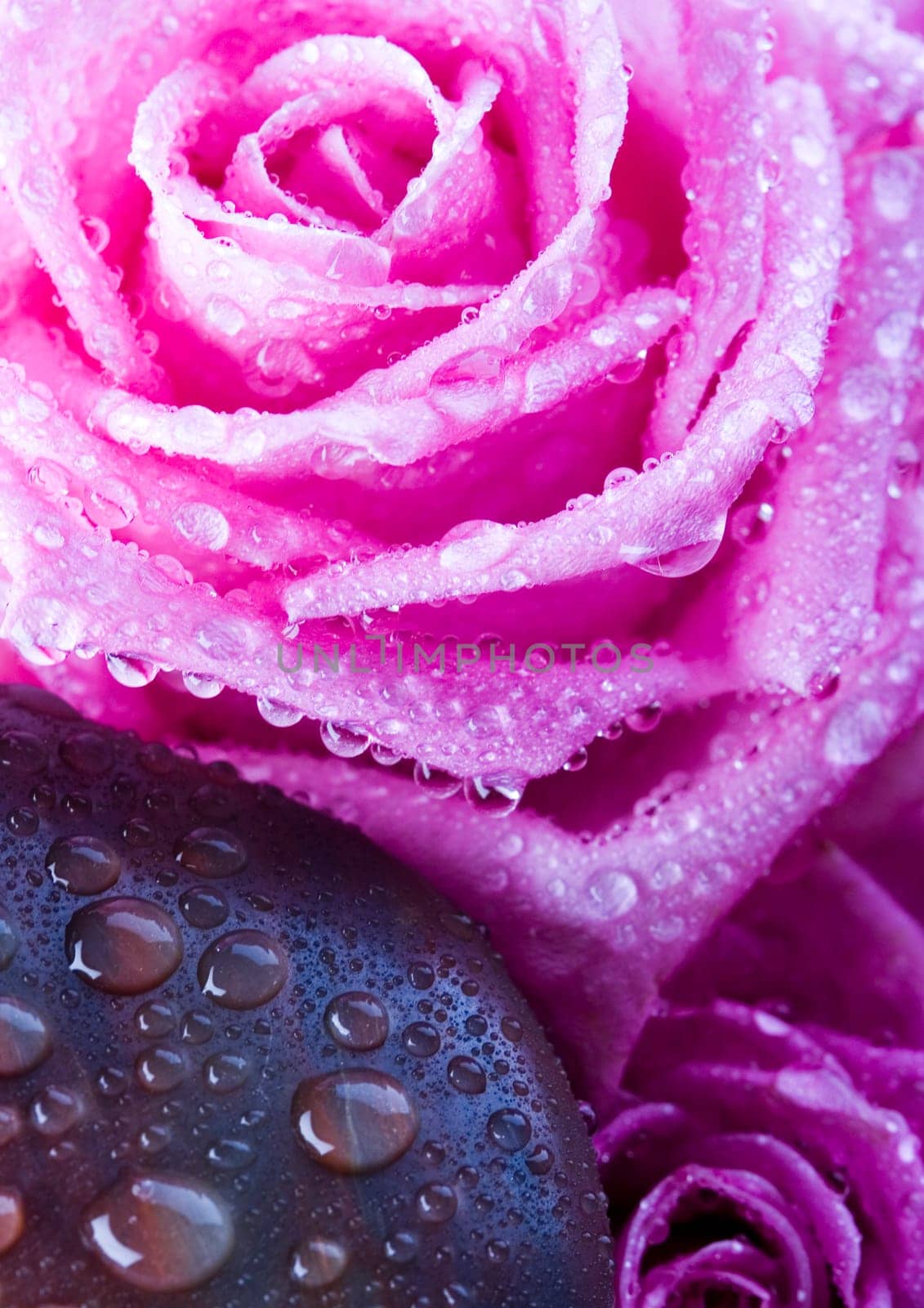 Rose (Rosa), a kind of flower which belongs to the rose-like family, includes over 200 species (according to some researchers up to a few thousands) bushes, which can be found in temperate and warm areas of the northern hemisphere.