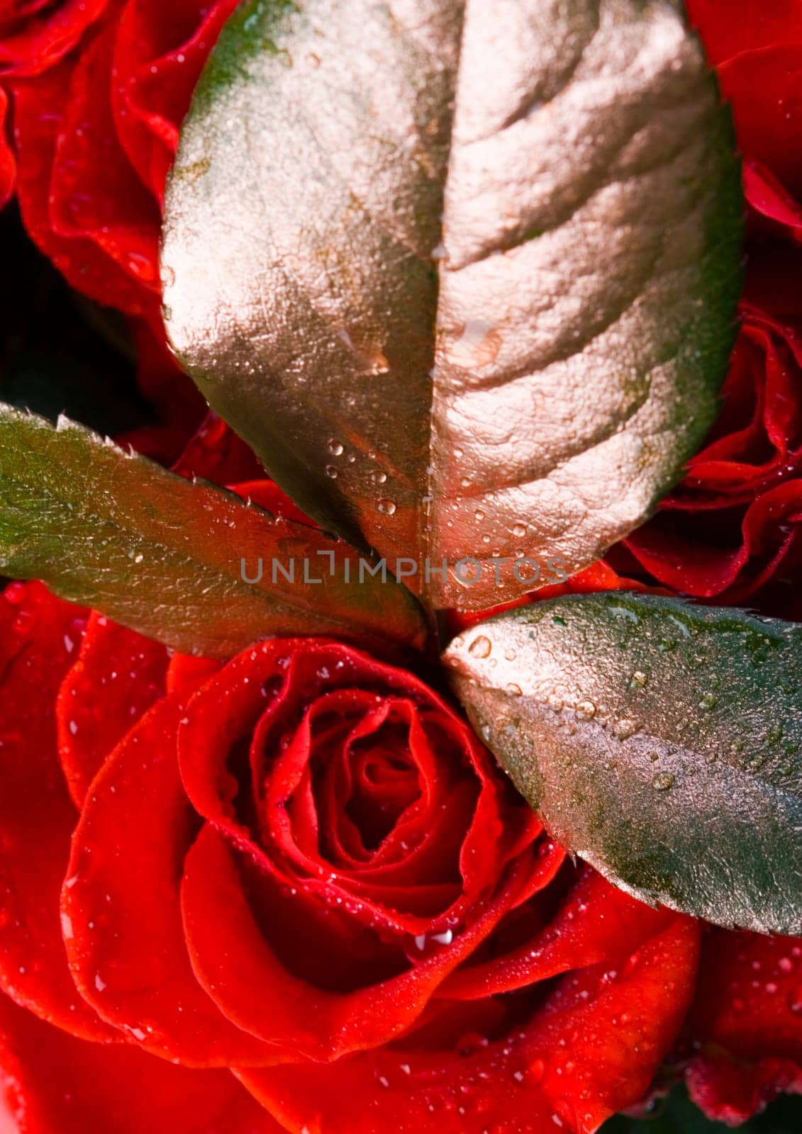 Rose (Rosa), a kind of flower which belongs to the rose-like family, includes over 200 species (according to some researchers up to a few thousands) bushes, which can be found in temperate and warm areas of the northern hemisphere.