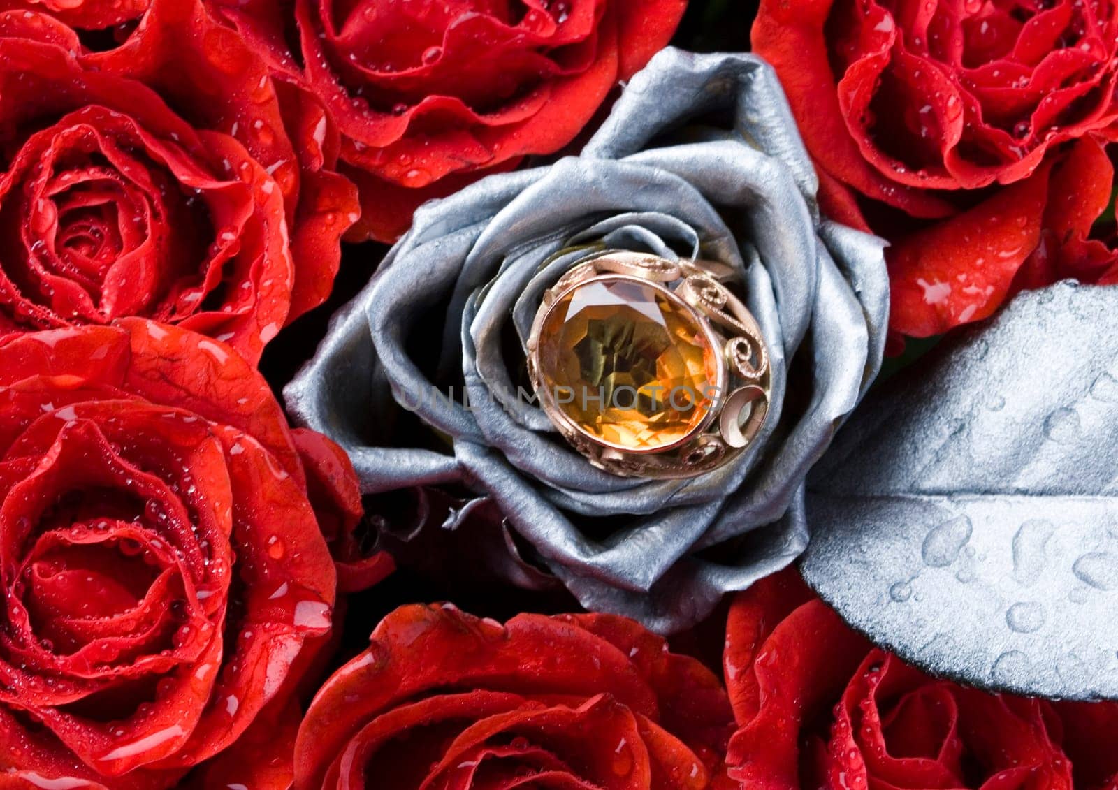 Rose (Rosa), a kind of flower which belongs to the rose-like family, includes over 200 species (according to some researchers up to a few thousands) bushes, which can be found in temperate and warm areas of the northern hemisphere.