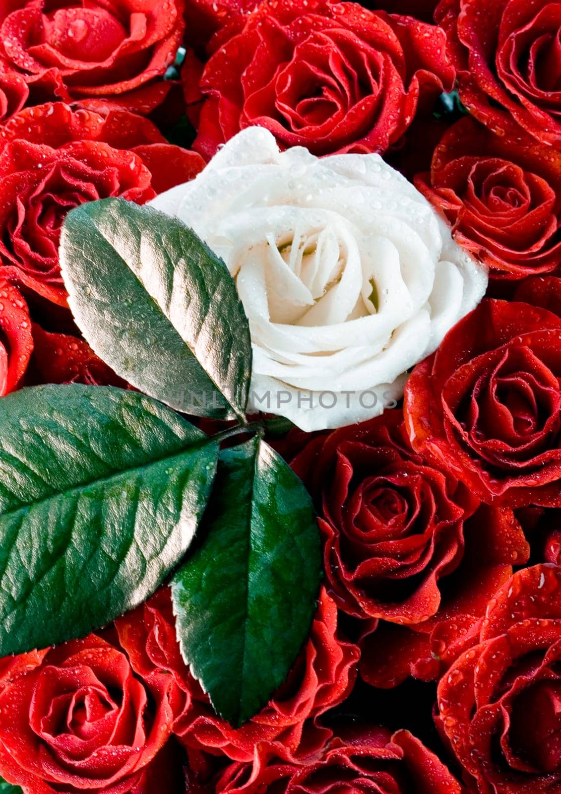 Rose (Rosa), a kind of flower which belongs to the rose-like family, includes over 200 species (according to some researchers up to a few thousands) bushes, which can be found in temperate and warm areas of the northern hemisphere.
