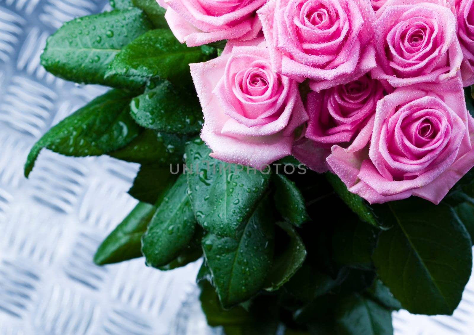 Rose (Rosa), a kind of flower which belongs to the rose-like family, includes over 200 species (according to some researchers up to a few thousands) bushes, which can be found in temperate and warm areas of the northern hemisphere.