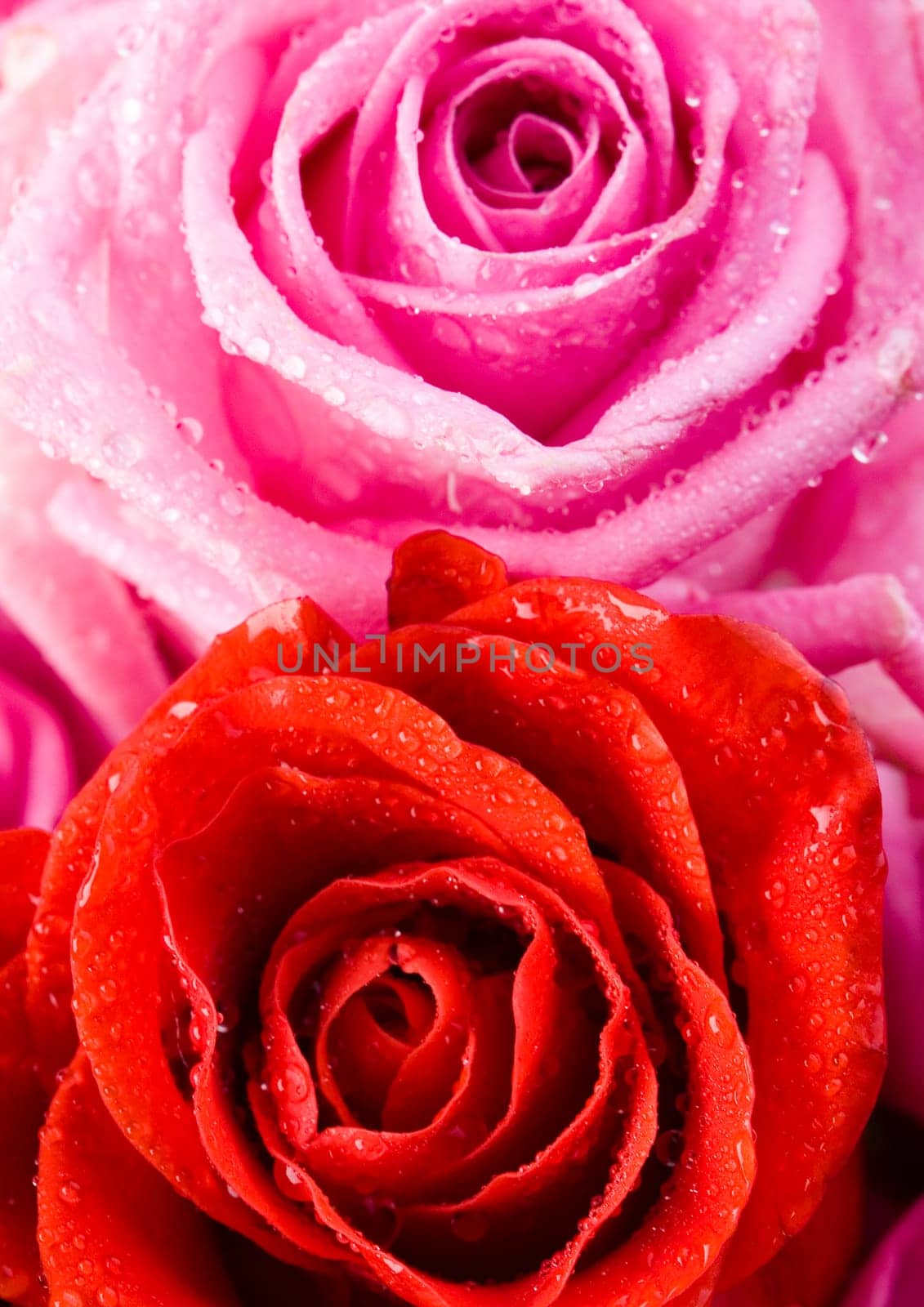 Rose (Rosa), a kind of flower which belongs to the rose-like family, includes over 200 species (according to some researchers up to a few thousands) bushes, which can be found in temperate and warm areas of the northern hemisphere.