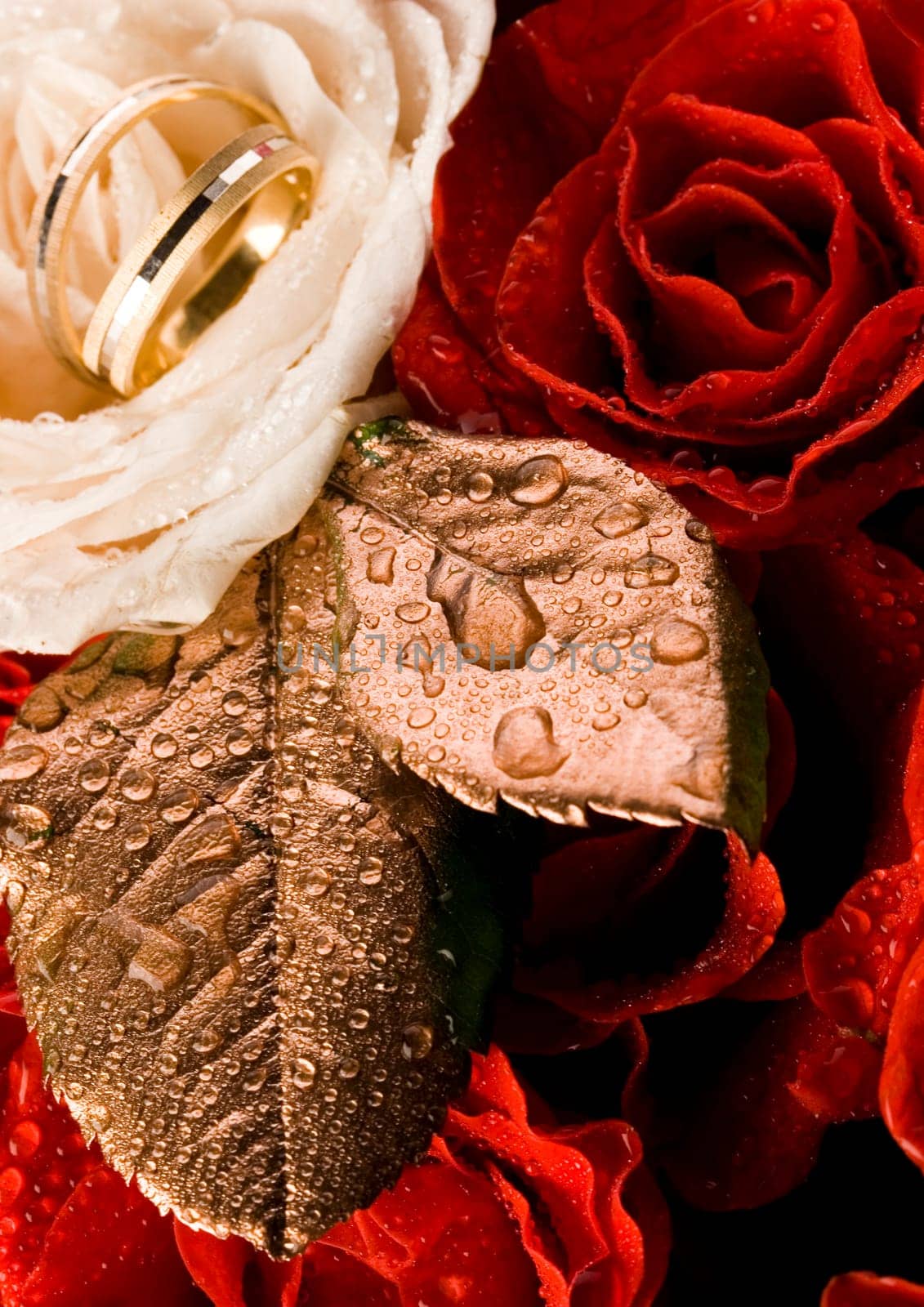 Rose (Rosa), a kind of flower which belongs to the rose-like family, includes over 200 species (according to some researchers up to a few thousands) bushes, which can be found in temperate and warm areas of the northern hemisphere.            Rose (Rosa)
