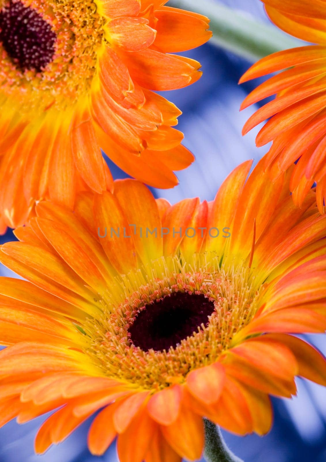 Gerbera L., is a genus of ornamental plants from the sunflower family (Asteraceae). It was named in honour of the German naturalist Traugott Gerber, a friend of Carolus Linnaeus. It has approximately 30 species in the wild, extending to South America, Afr