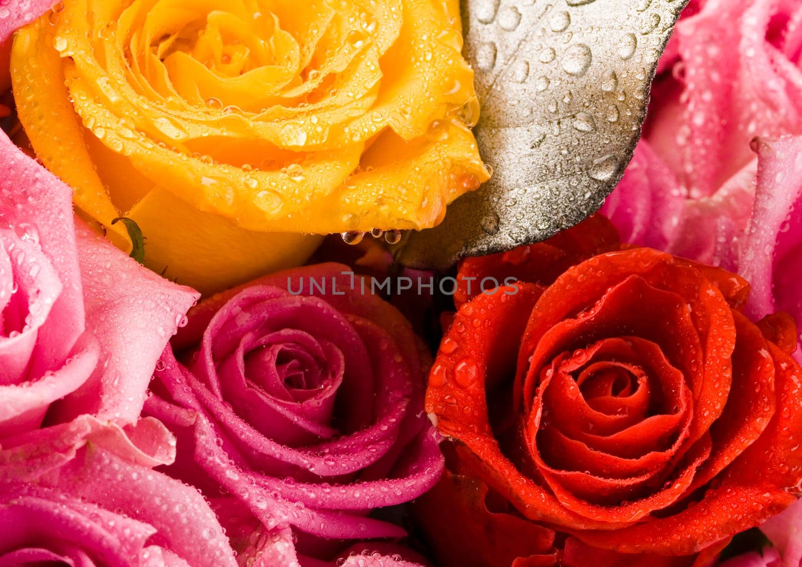 Rose (Rosa), a kind of flower which belongs to the rose-like family, includes over 200 species (according to some researchers up to a few thousands) bushes, which can be found in temperate and warm areas of the northern hemisphere.            Rose (Rosa)