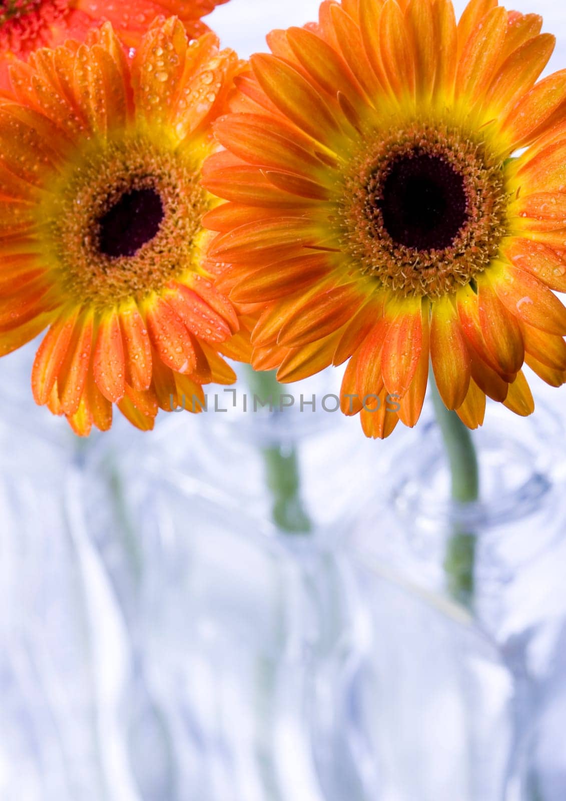 Gerbera L., is a genus of ornamental plants from the sunflower family (Asteraceae). It was named in honour of the German naturalist Traugott Gerber, a friend of Carolus Linnaeus. It has approximately 30 species in the wild, extending to South America, Afr