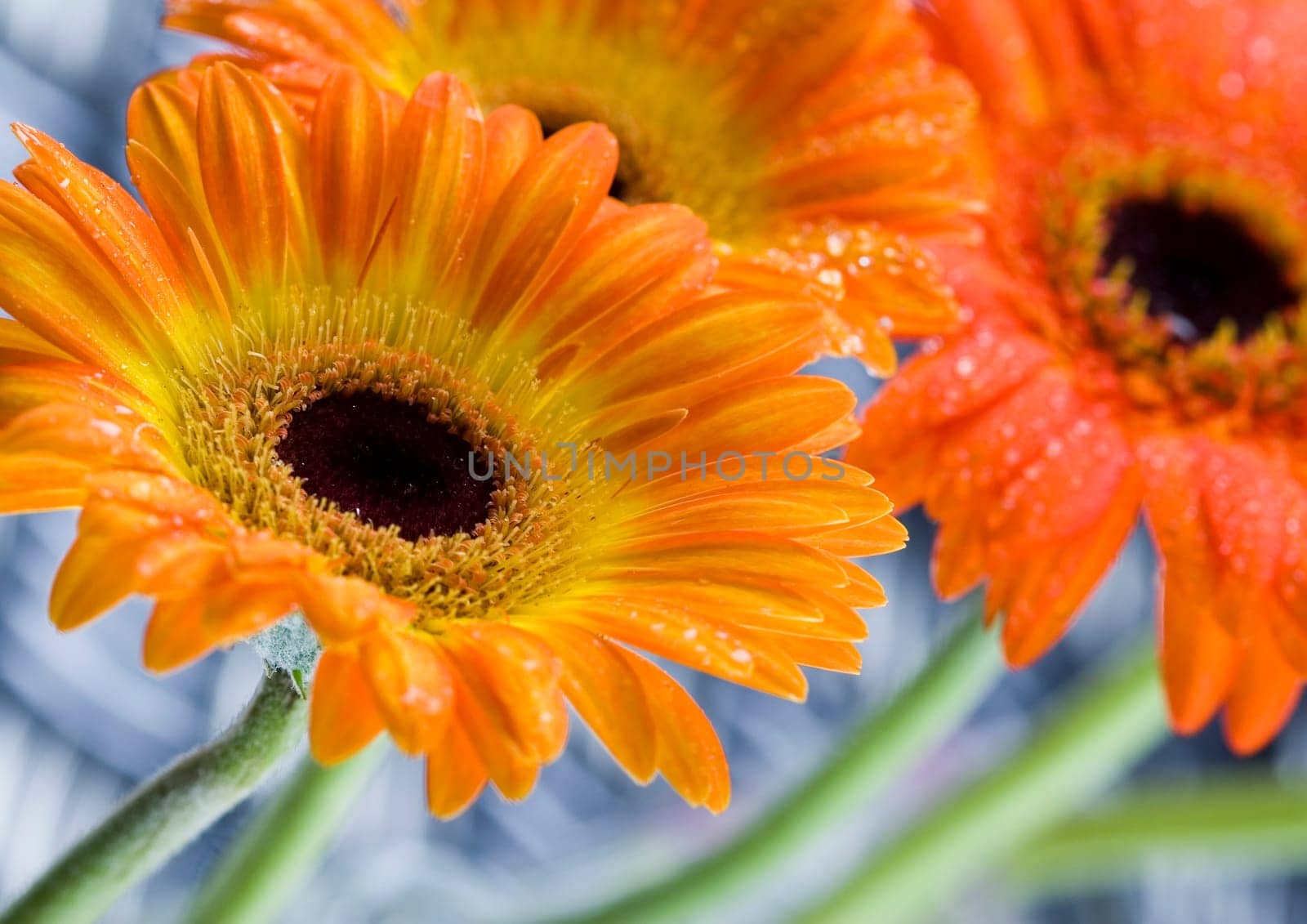 Gerbera L., is a genus of ornamental plants from the sunflower family (Asteraceae). It was named in honour of the German naturalist Traugott Gerber, a friend of Carolus Linnaeus. It has approximately 30 species in the wild, extending to South America, Afr