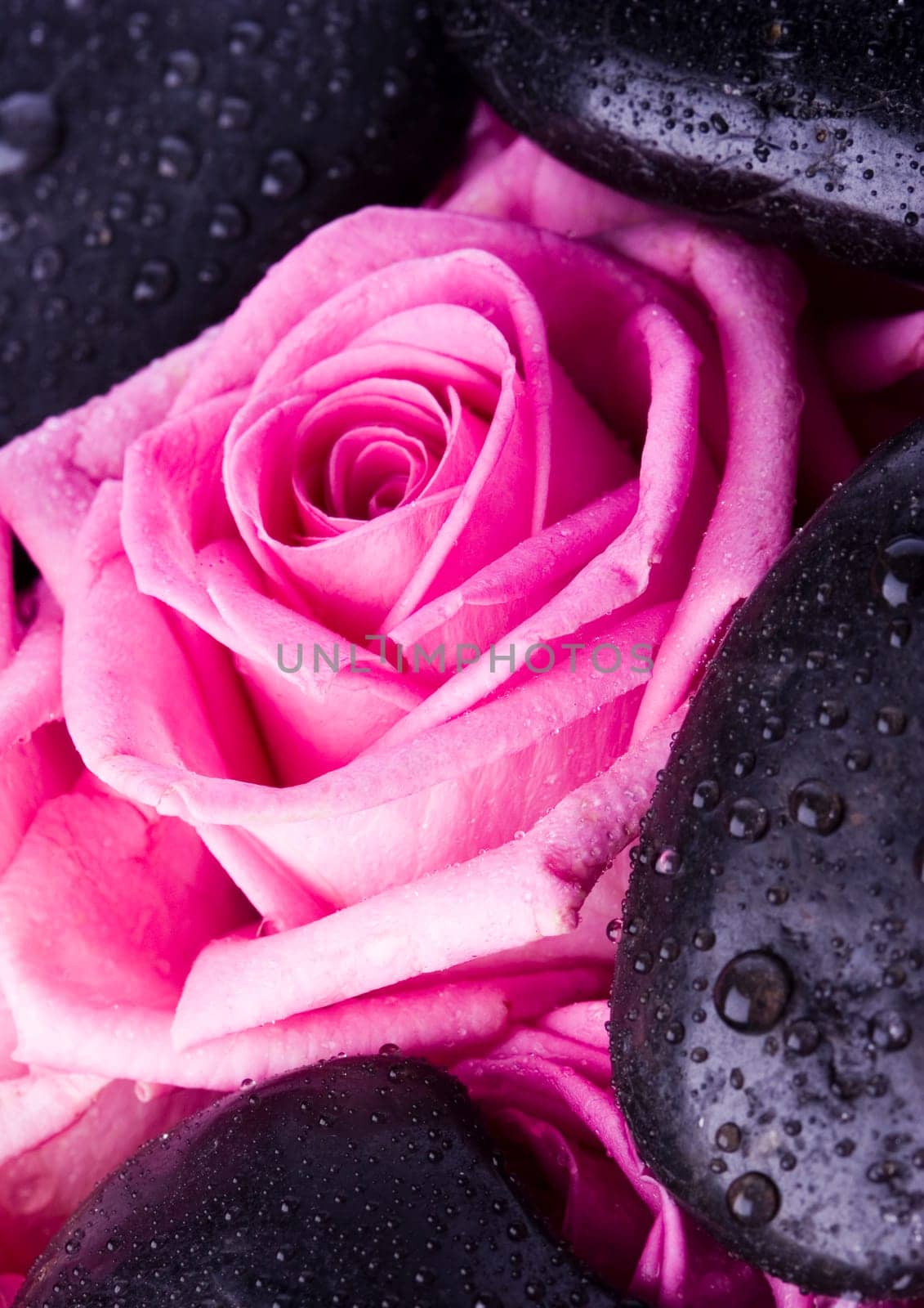 Rose (Rosa), a kind of flower which belongs to the rose-like family, includes over 200 species (according to some researchers up to a few thousands) bushes, which can be found in temperate and warm areas of the northern hemisphere.