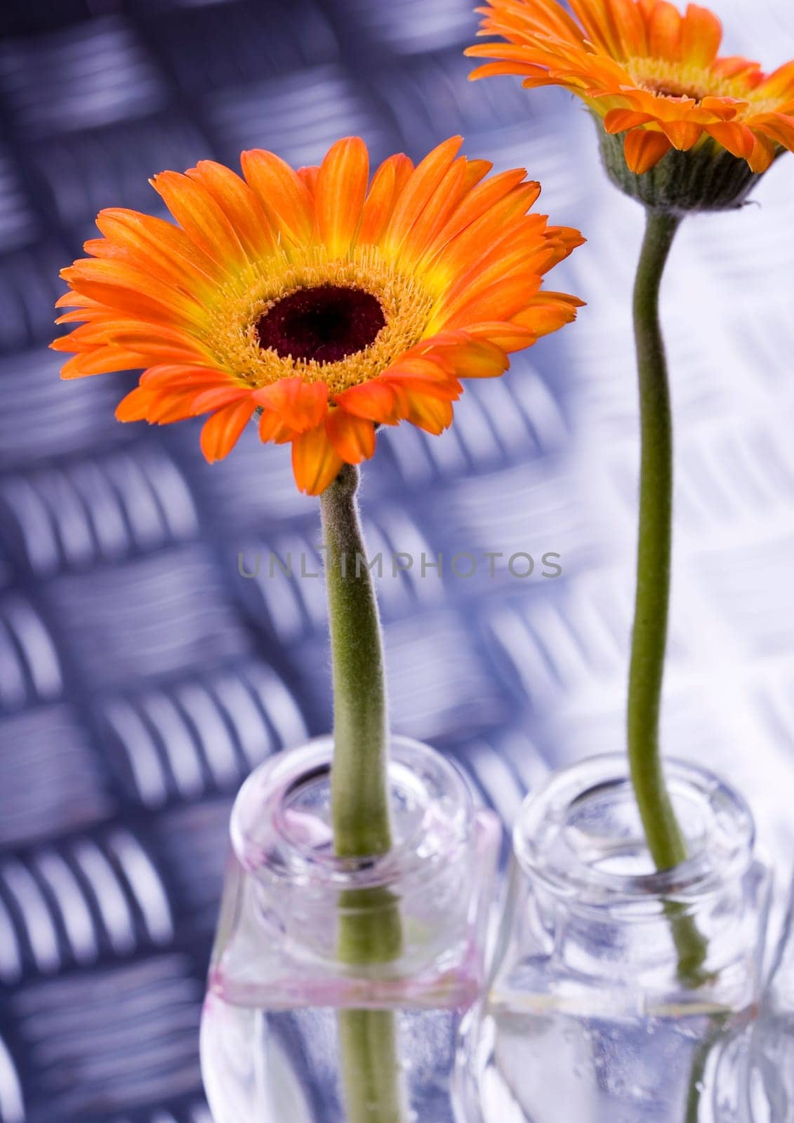 Gerbera L., is a genus of ornamental plants from the sunflower family (Asteraceae). It was named in honour of the German naturalist Traugott Gerber, a friend of Carolus Linnaeus. It has approximately 30 species in the wild, extending to South America, Afr