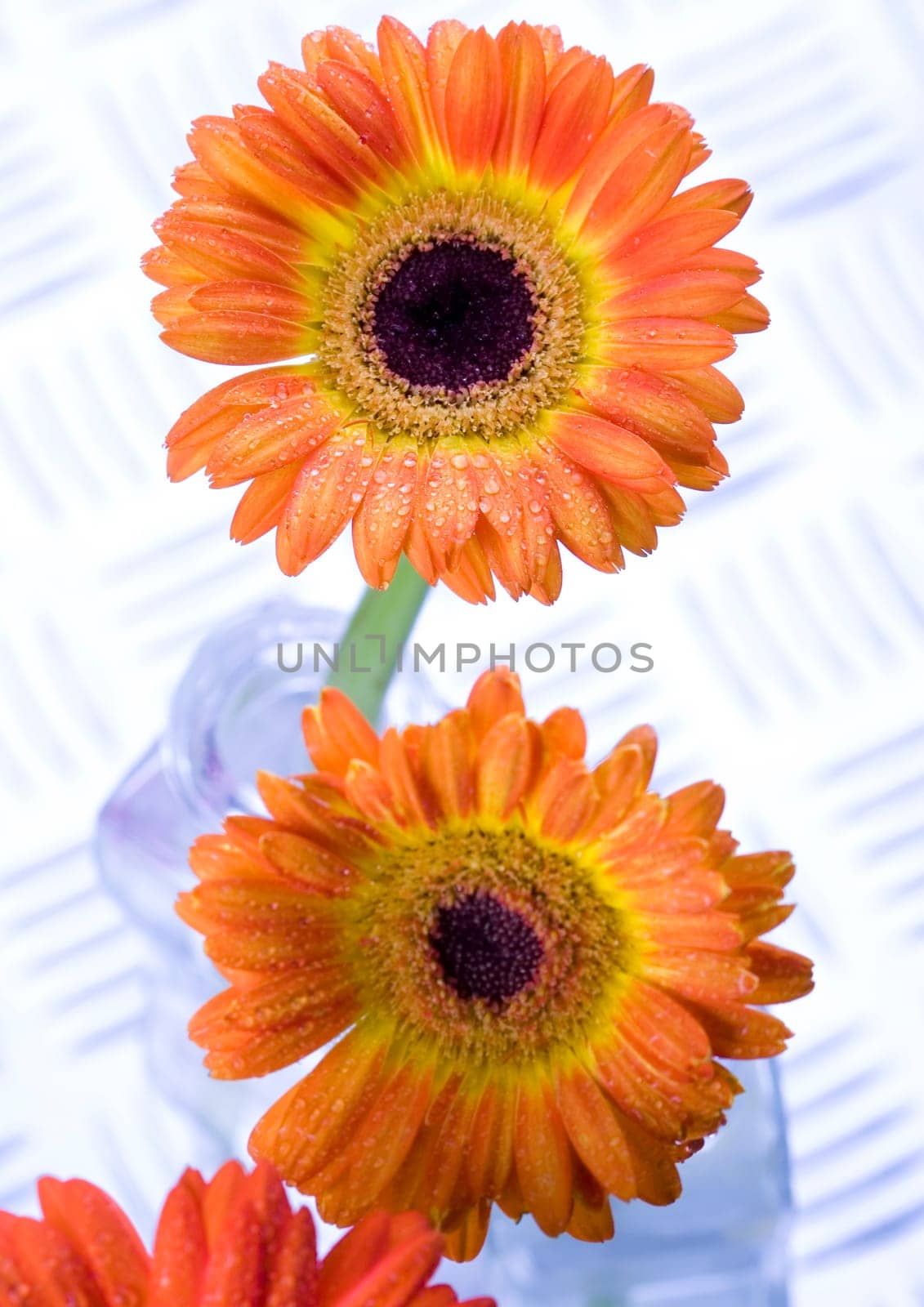 Gerbera L., is a genus of ornamental plants from the sunflower family (Asteraceae). It was named in honour of the German naturalist Traugott Gerber, a friend of Carolus Linnaeus. It has approximately 30 species in the wild, extending to South America, Afr