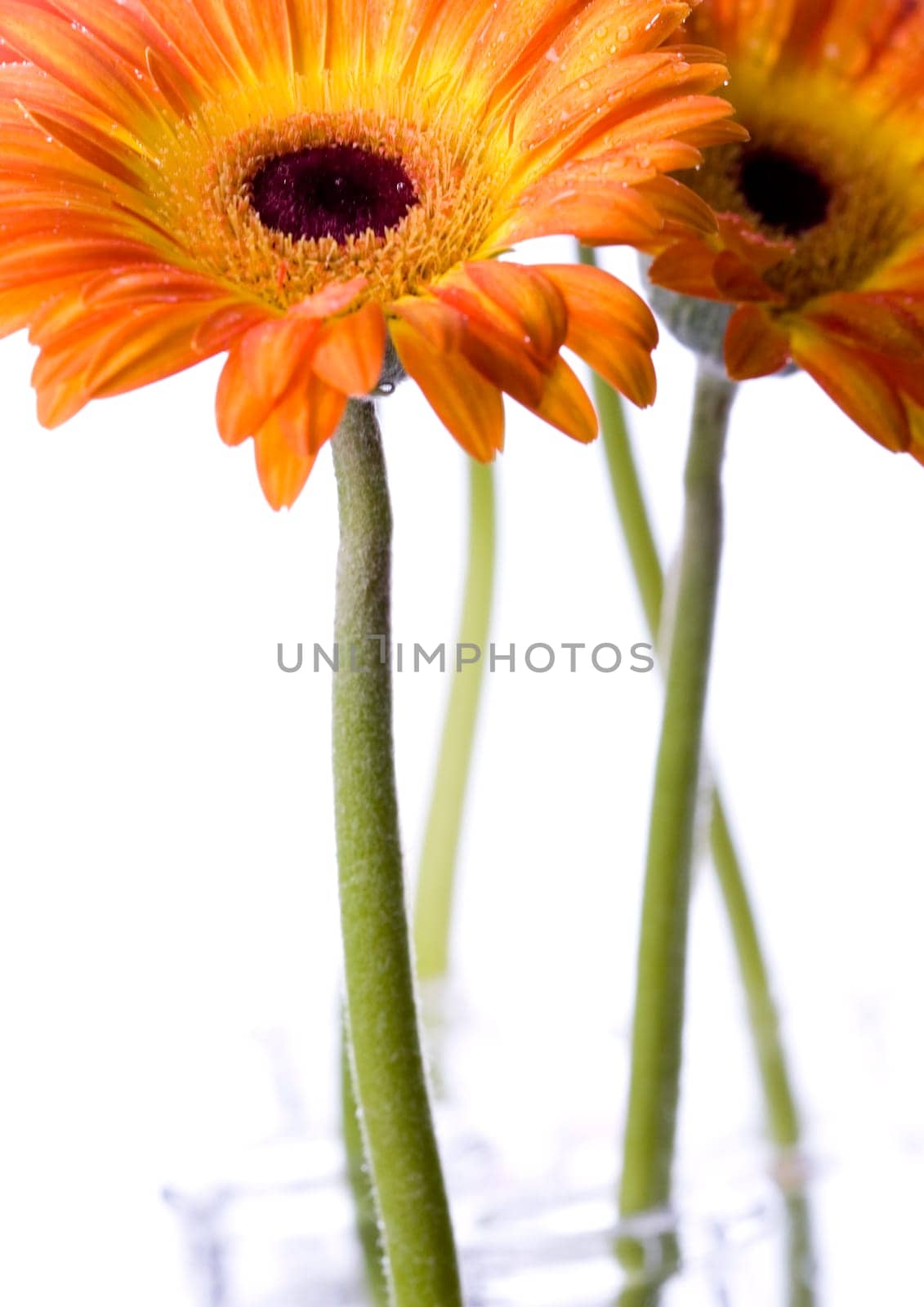 Gerbera L., is a genus of ornamental plants from the sunflower family (Asteraceae). It was named in honour of the German naturalist Traugott Gerber, a friend of Carolus Linnaeus. It has approximately 30 species in the wild, extending to South America, Afr