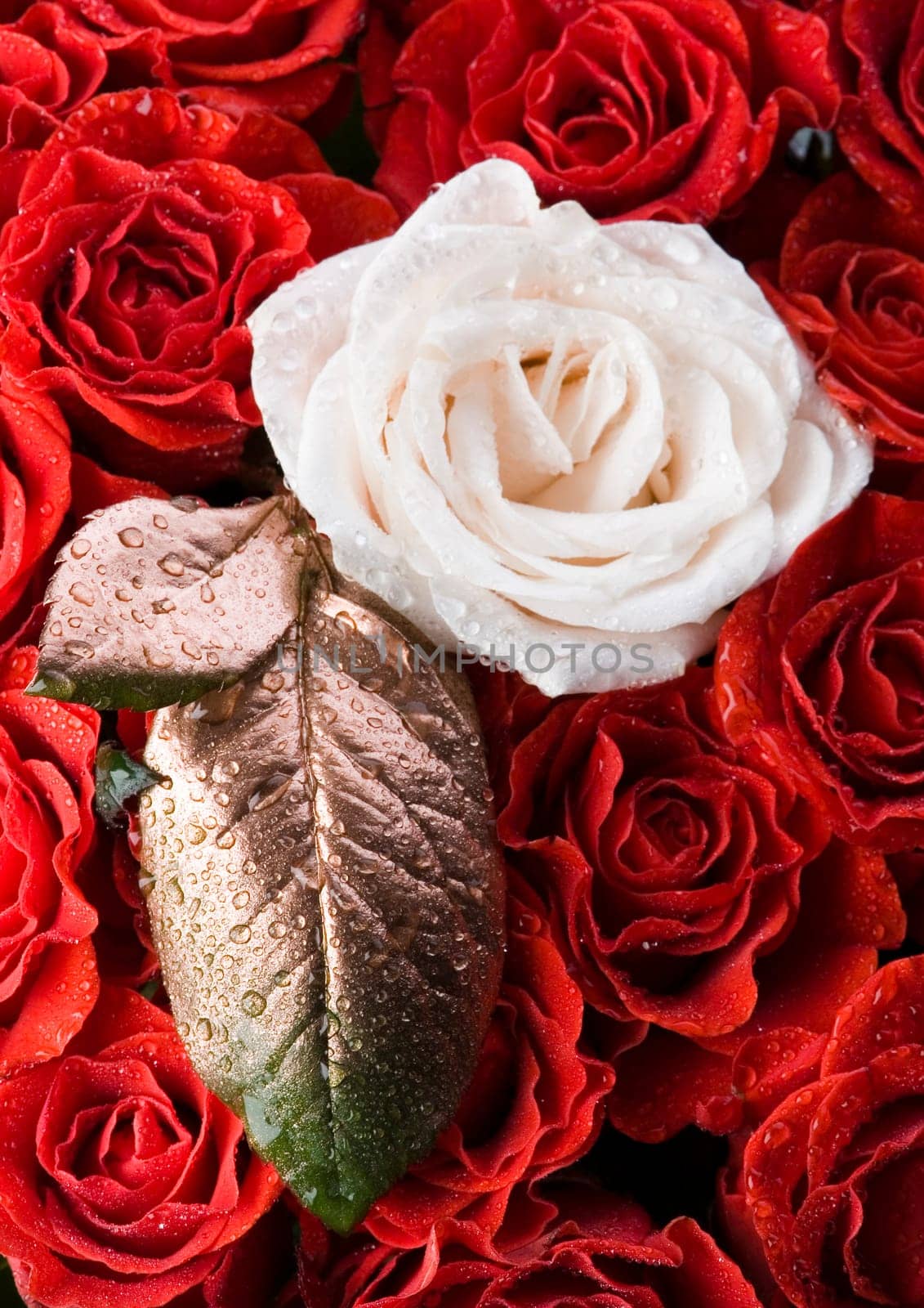 Rose (Rosa), a kind of flower which belongs to the rose-like family, includes over 200 species (according to some researchers up to a few thousands) bushes, which can be found in temperate and warm areas of the northern hemisphere.