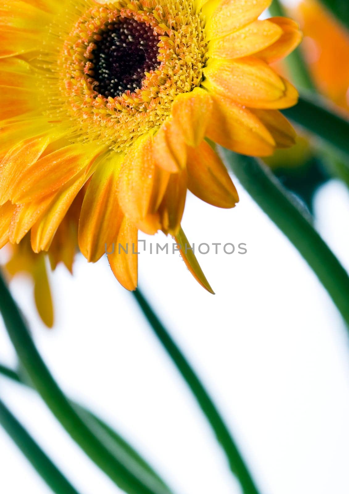 Gerbera L., is a genus of ornamental plants from the sunflower family (Asteraceae). It was named in honour of the German naturalist Traugott Gerber, a friend of Carolus Linnaeus. It has approximately 30 species in the wild, extending to South America, Afr