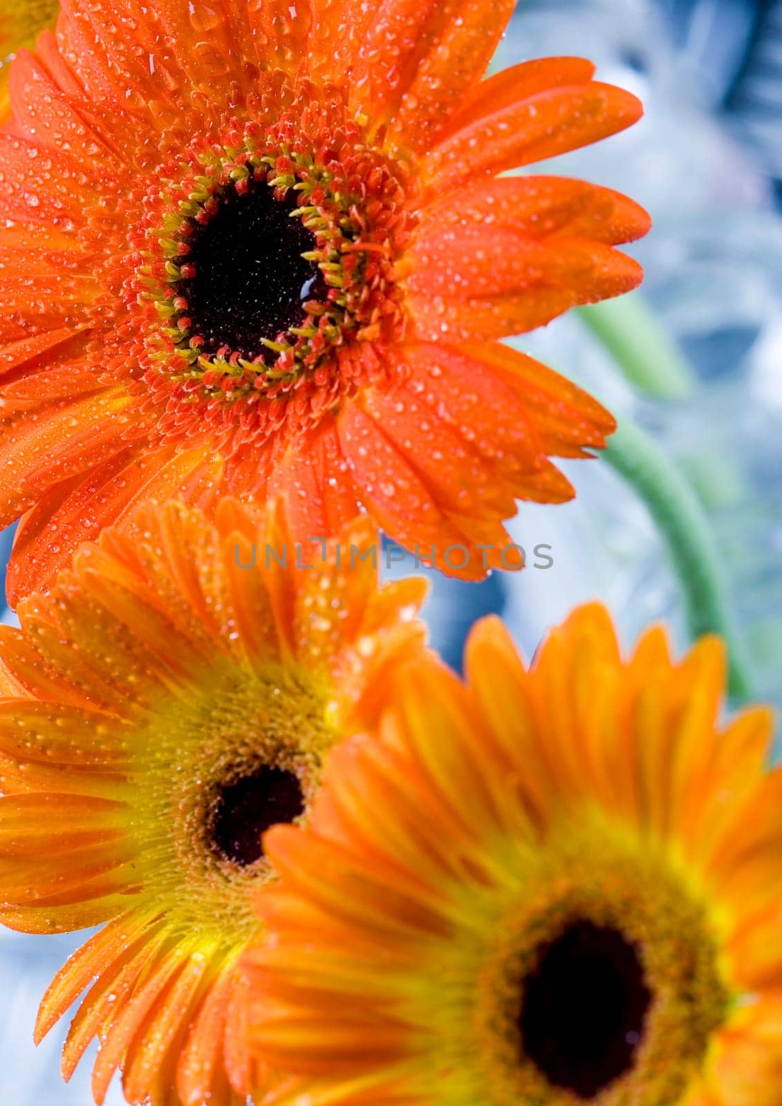 Gerbera L., is a genus of ornamental plants from the sunflower family (Asteraceae). It was named in honour of the German naturalist Traugott Gerber, a friend of Carolus Linnaeus. It has approximately 30 species in the wild, extending to South America, Afr