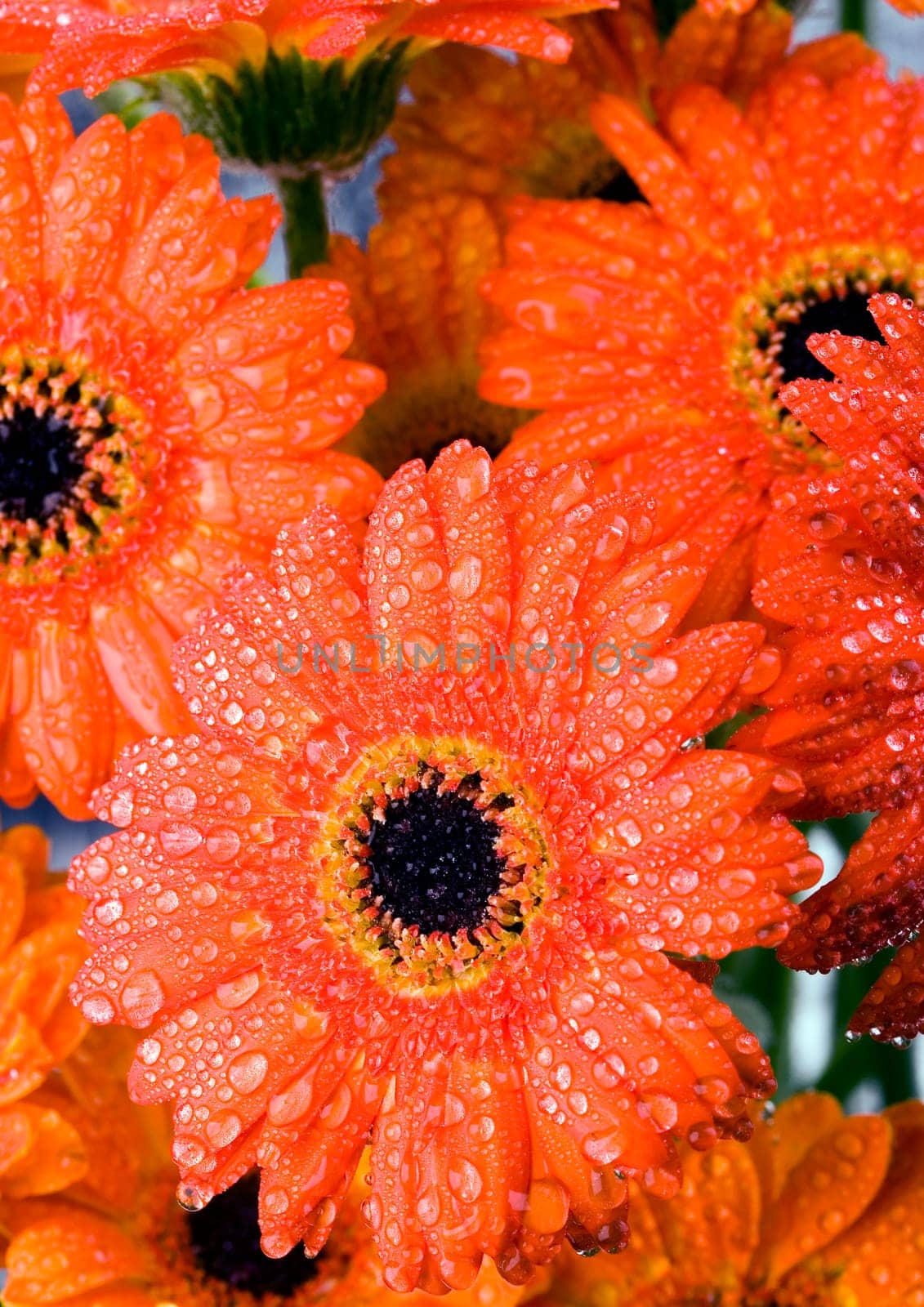 Gerbera L., is a genus of ornamental plants from the sunflower family (Asteraceae). It was named in honour of the German naturalist Traugott Gerber, a friend of Carolus Linnaeus. It has approximately 30 species in the wild, extending to South America, Afr