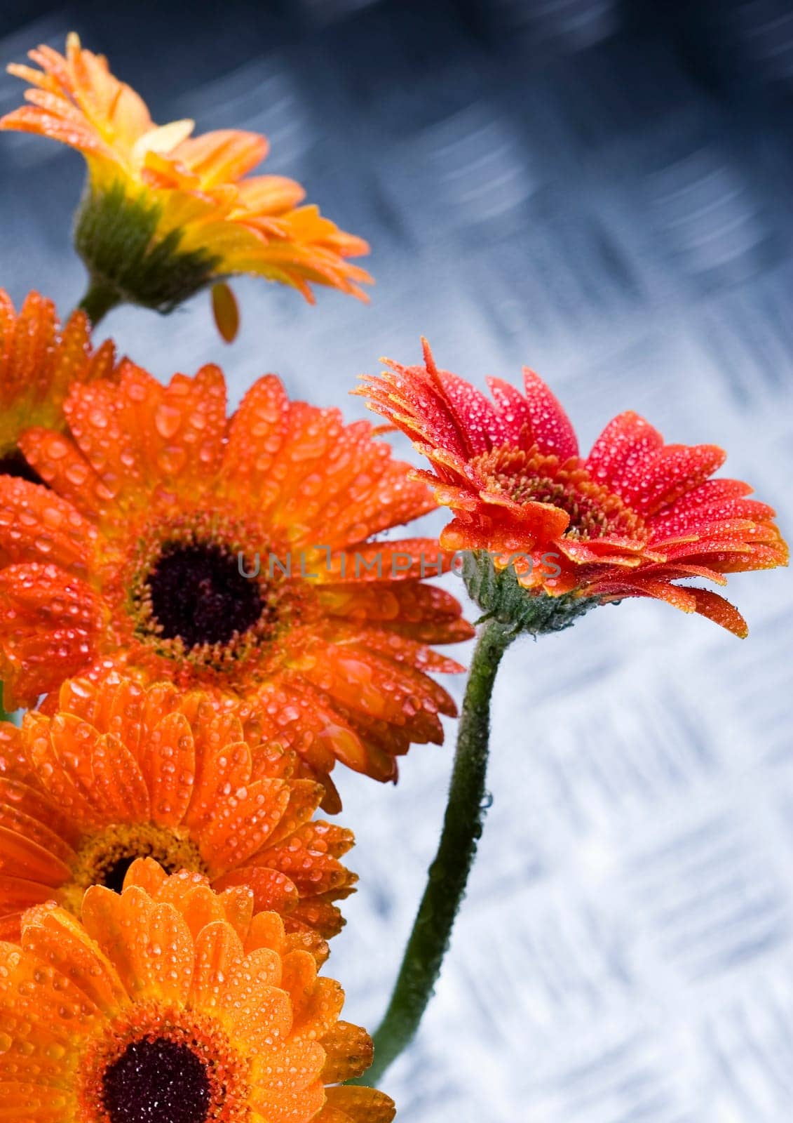 Gerbera L., is a genus of ornamental plants from the sunflower family (Asteraceae). It was named in honour of the German naturalist Traugott Gerber, a friend of Carolus Linnaeus. It has approximately 30 species in the wild, extending to South America, Afr