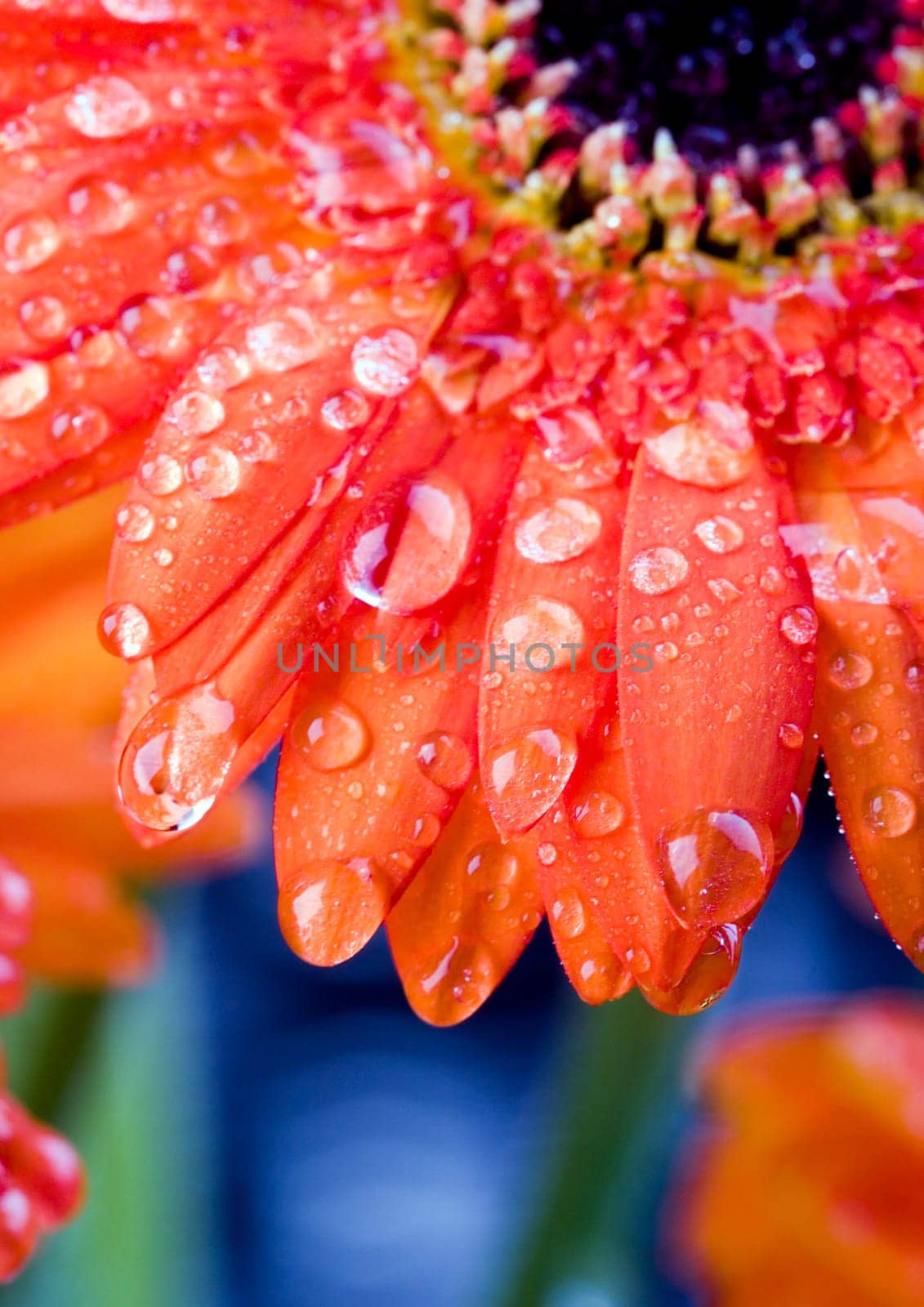 Gerbera L., is a genus of ornamental plants from the sunflower family (Asteraceae). It was named in honour of the German naturalist Traugott Gerber, a friend of Carolus Linnaeus. It has approximately 30 species in the wild, extending to South America, Afr