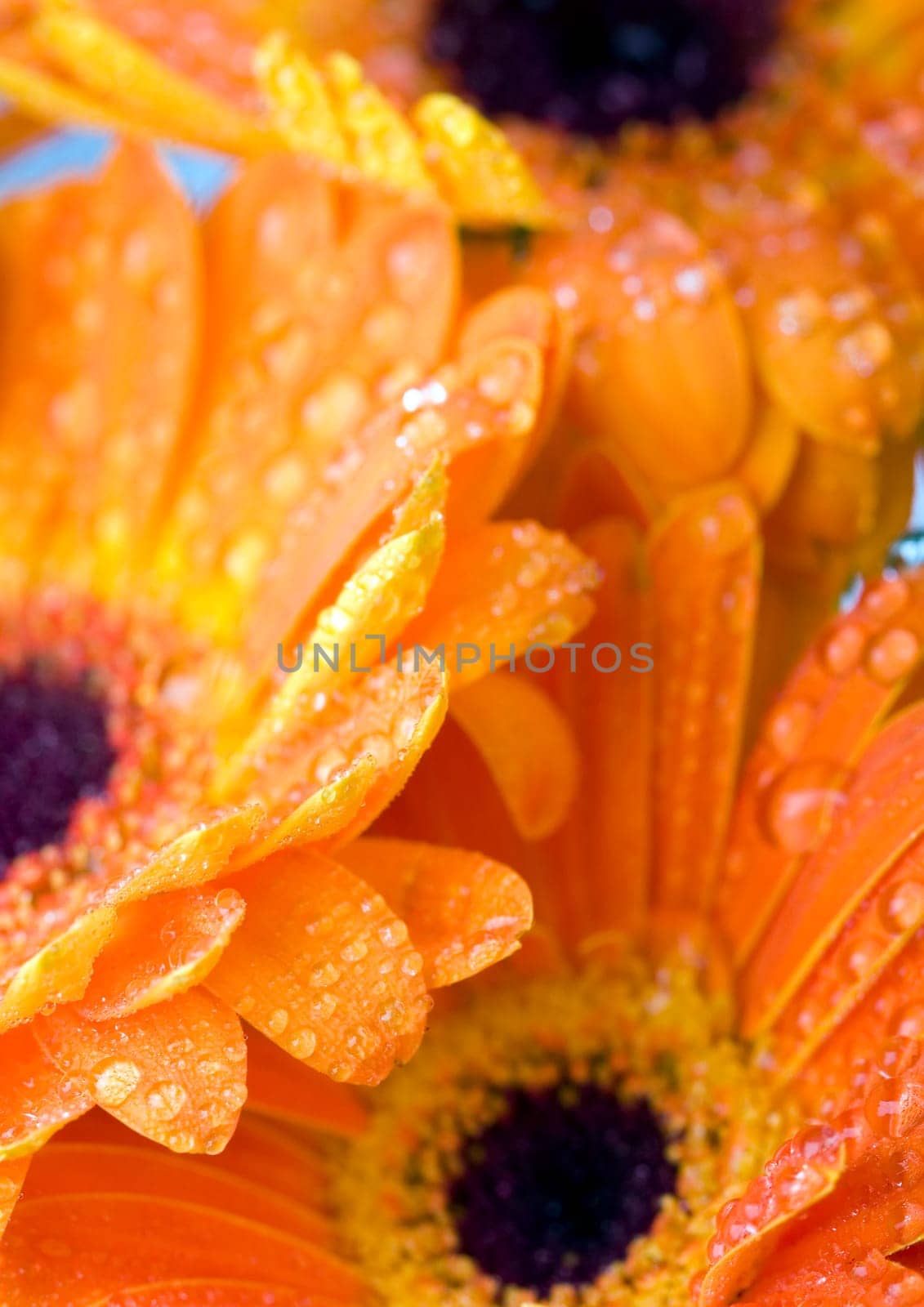 Gerbera L., is a genus of ornamental plants from the sunflower family (Asteraceae). It was named in honour of the German naturalist Traugott Gerber, a friend of Carolus Linnaeus. It has approximately 30 species in the wild, extending to South America, Afr