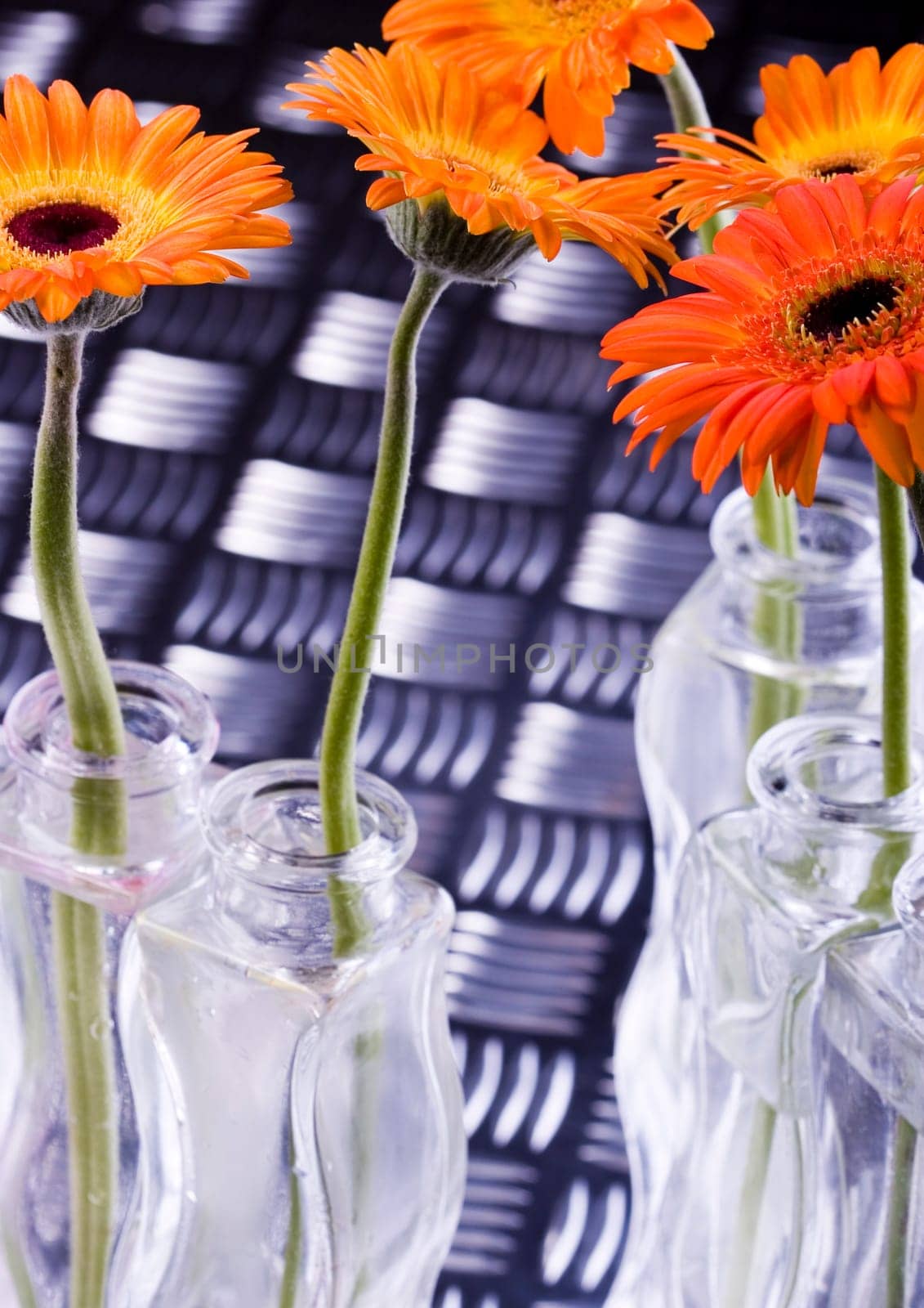 Gerbera L., is a genus of ornamental plants from the sunflower family (Asteraceae). It was named in honour of the German naturalist Traugott Gerber, a friend of Carolus Linnaeus. It has approximately 30 species in the wild, extending to South America, Afr
