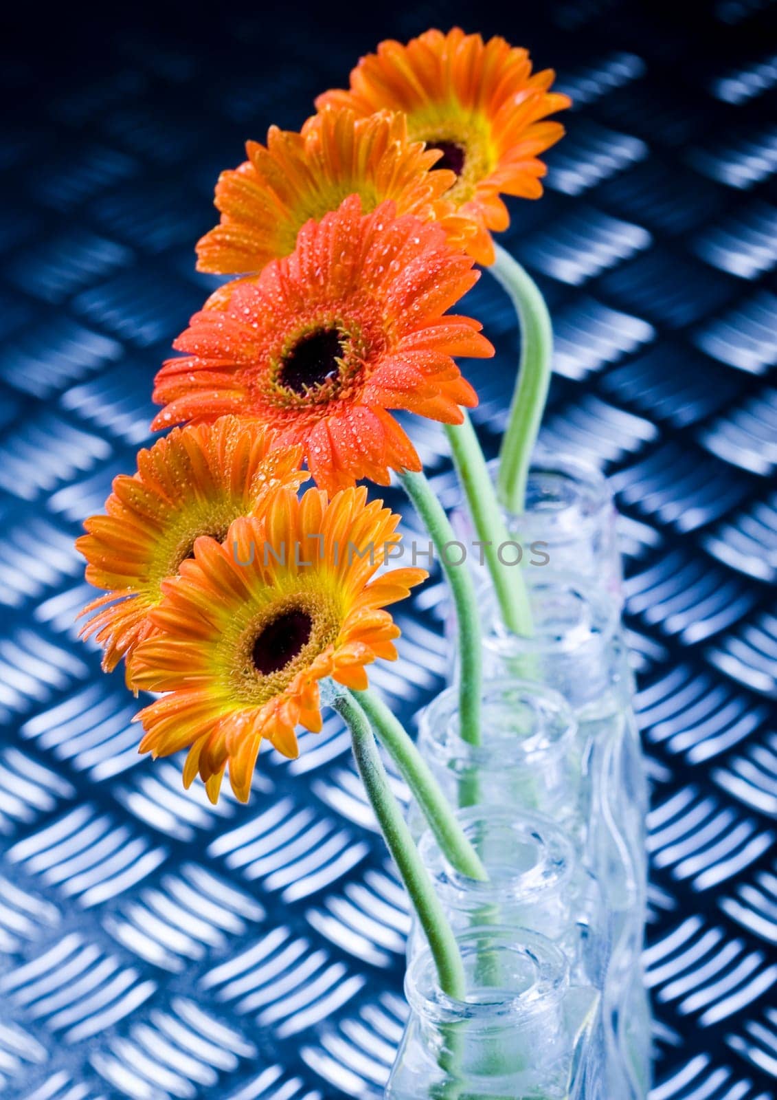 Gerbera L., is a genus of ornamental plants from the sunflower family (Asteraceae). It was named in honour of the German naturalist Traugott Gerber, a friend of Carolus Linnaeus. It has approximately 30 species in the wild, extending to South America, Afr