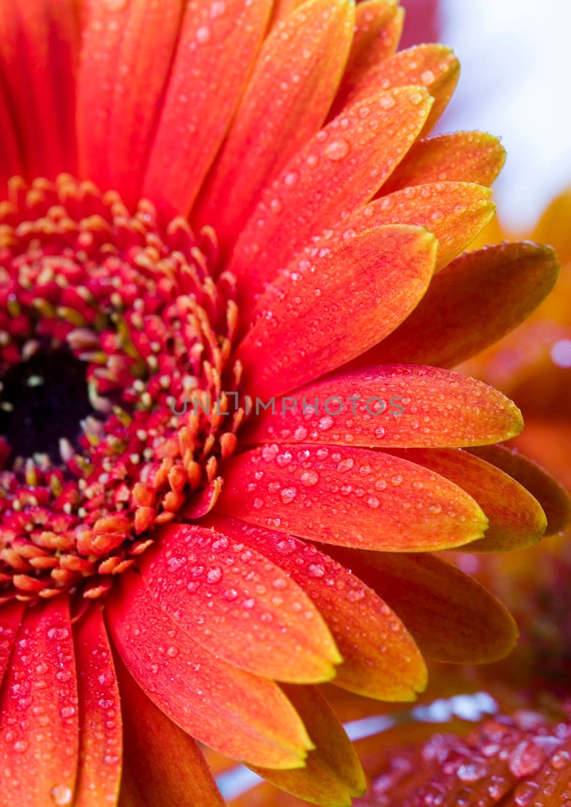 Gerbera L., is a genus of ornamental plants from the sunflower family (Asteraceae). It was named in honour of the German naturalist Traugott Gerber, a friend of Carolus Linnaeus. It has approximately 30 species in the wild, extending to South America, Afr
