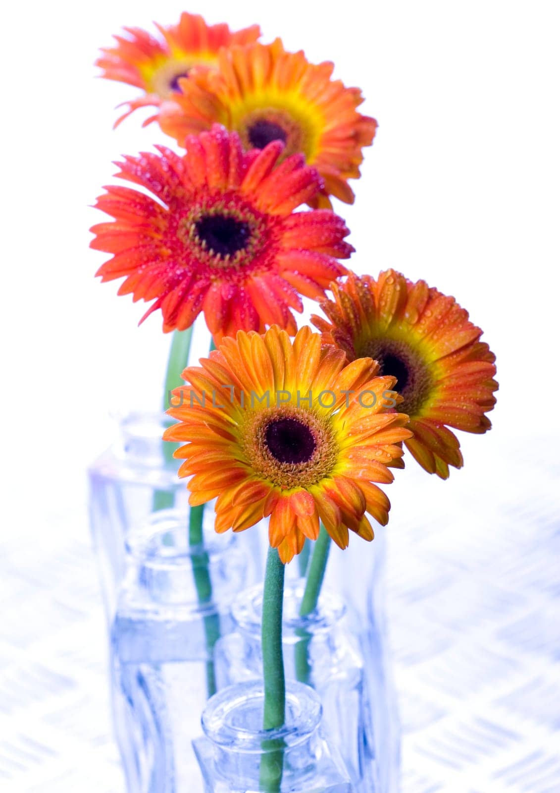 Gerbera L., is a genus of ornamental plants from the sunflower family (Asteraceae). It was named in honour of the German naturalist Traugott Gerber, a friend of Carolus Linnaeus. It has approximately 30 species in the wild, extending to South America, Afr