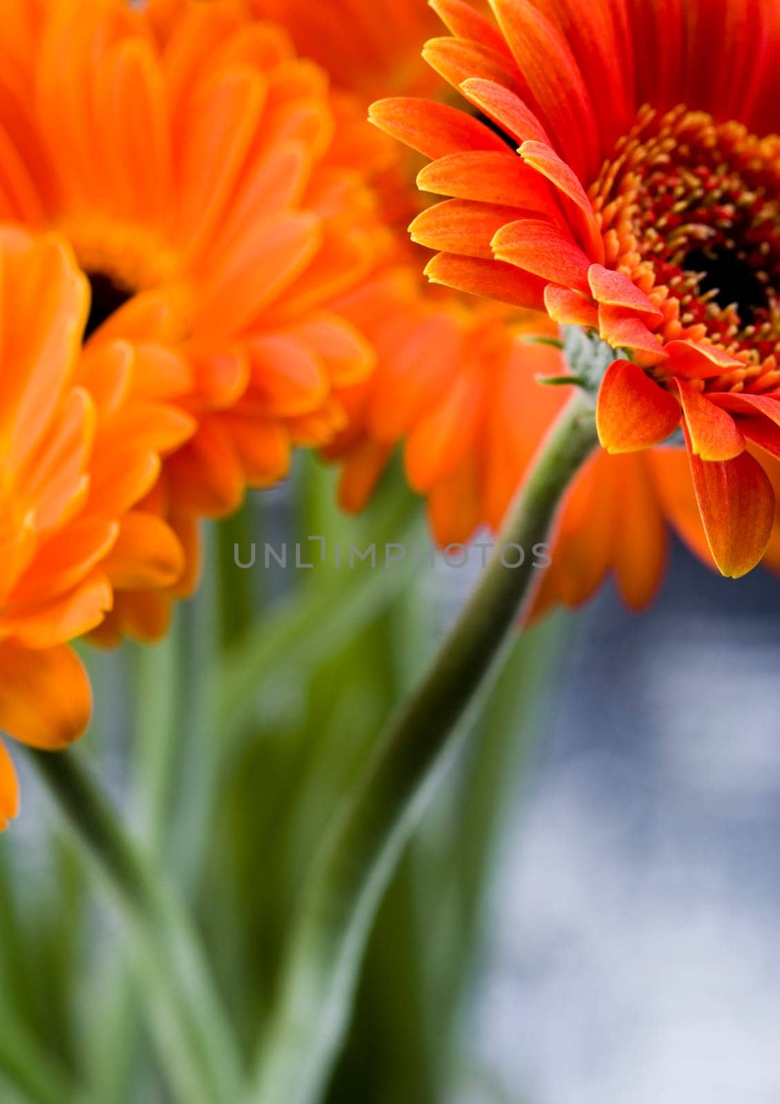 Gerbera L., is a genus of ornamental plants from the sunflower family (Asteraceae). It was named in honour of the German naturalist Traugott Gerber, a friend of Carolus Linnaeus. It has approximately 30 species in the wild, extending to South America, Afr