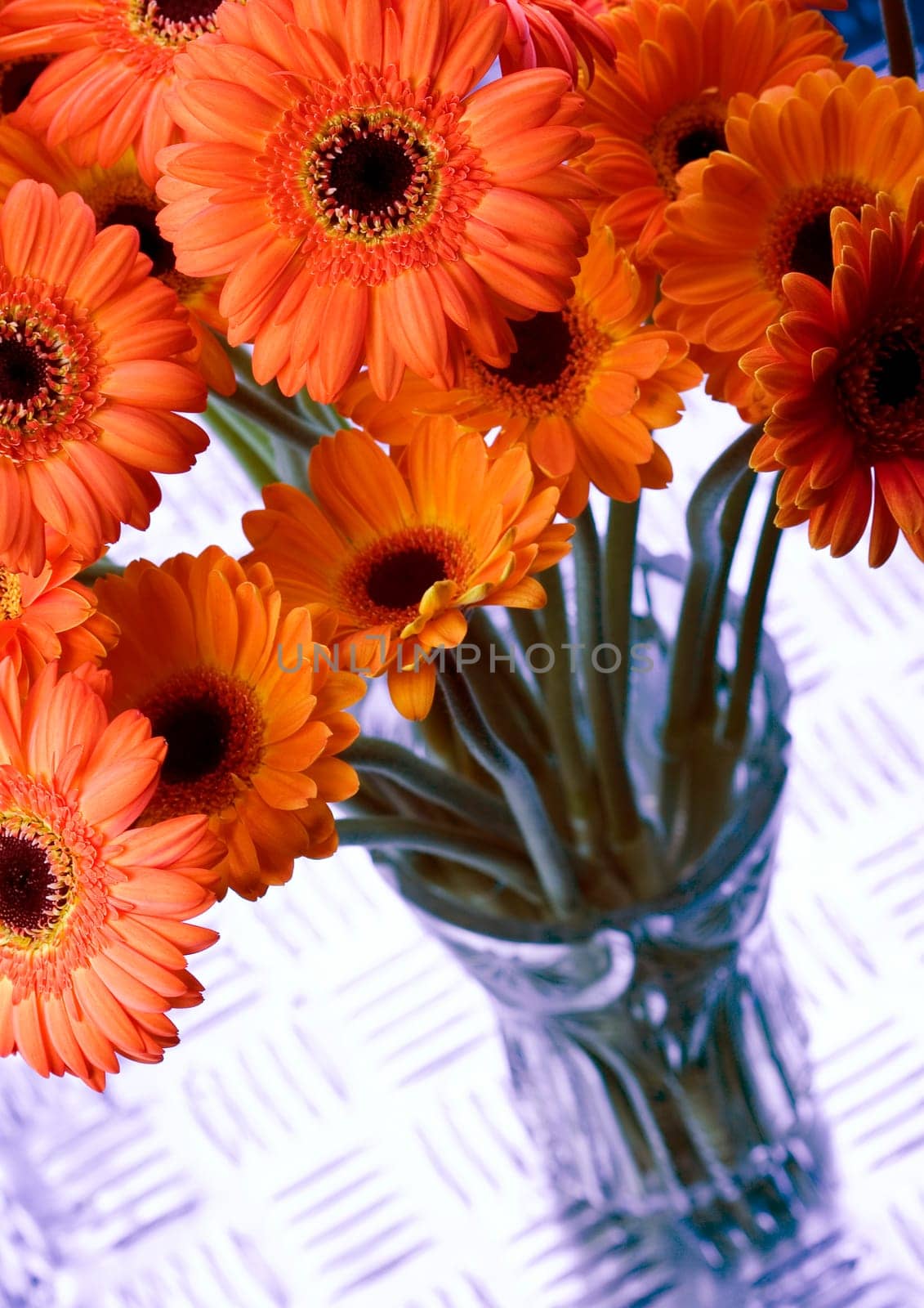 Gerbera L., is a genus of ornamental plants from the sunflower family (Asteraceae). It was named in honour of the German naturalist Traugott Gerber, a friend of Carolus Linnaeus. It has approximately 30 species in the wild, extending to South America, Afr