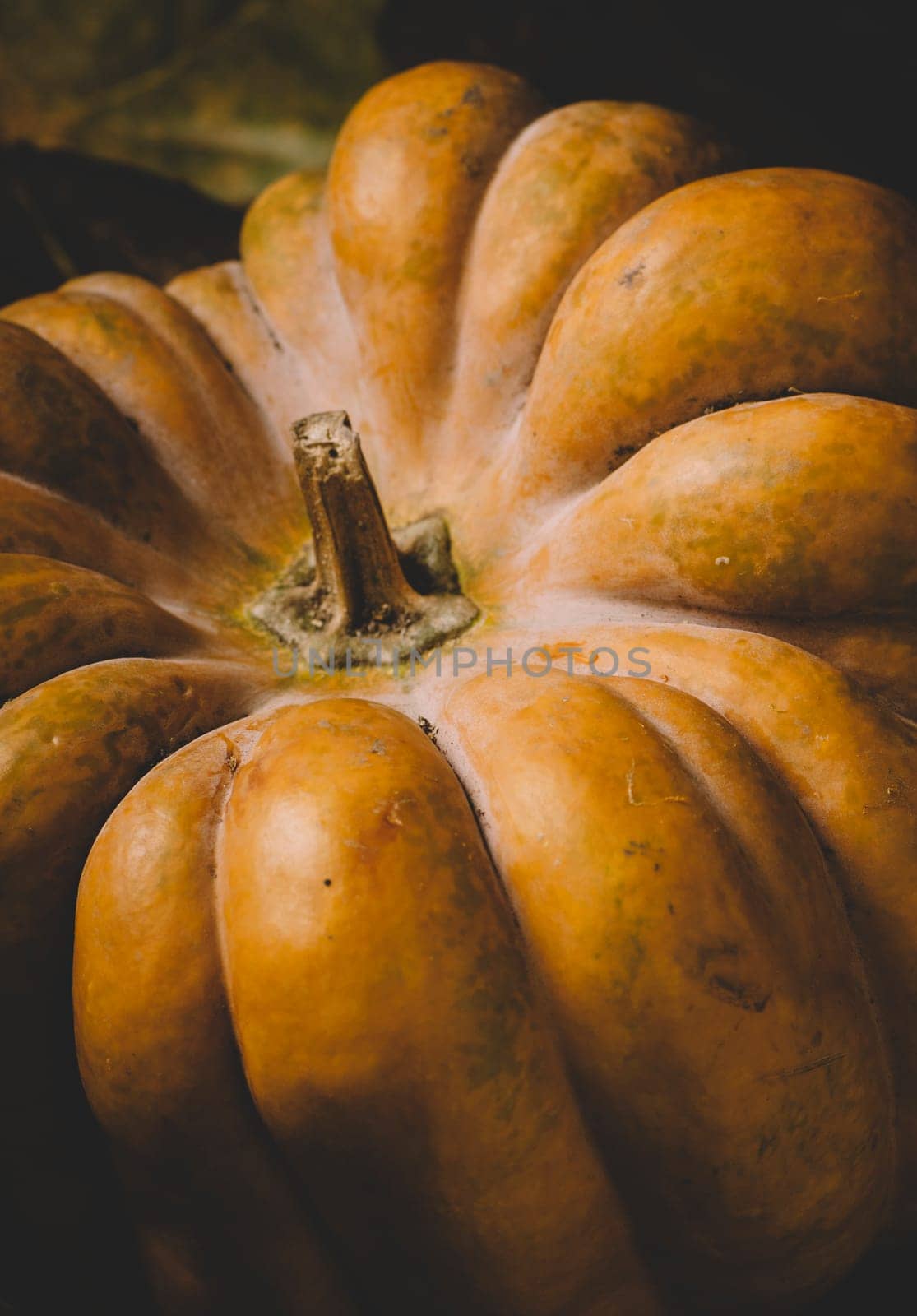 Closeup of halloween pumpkin background. Thanksgiving and halloween holidays concept.
