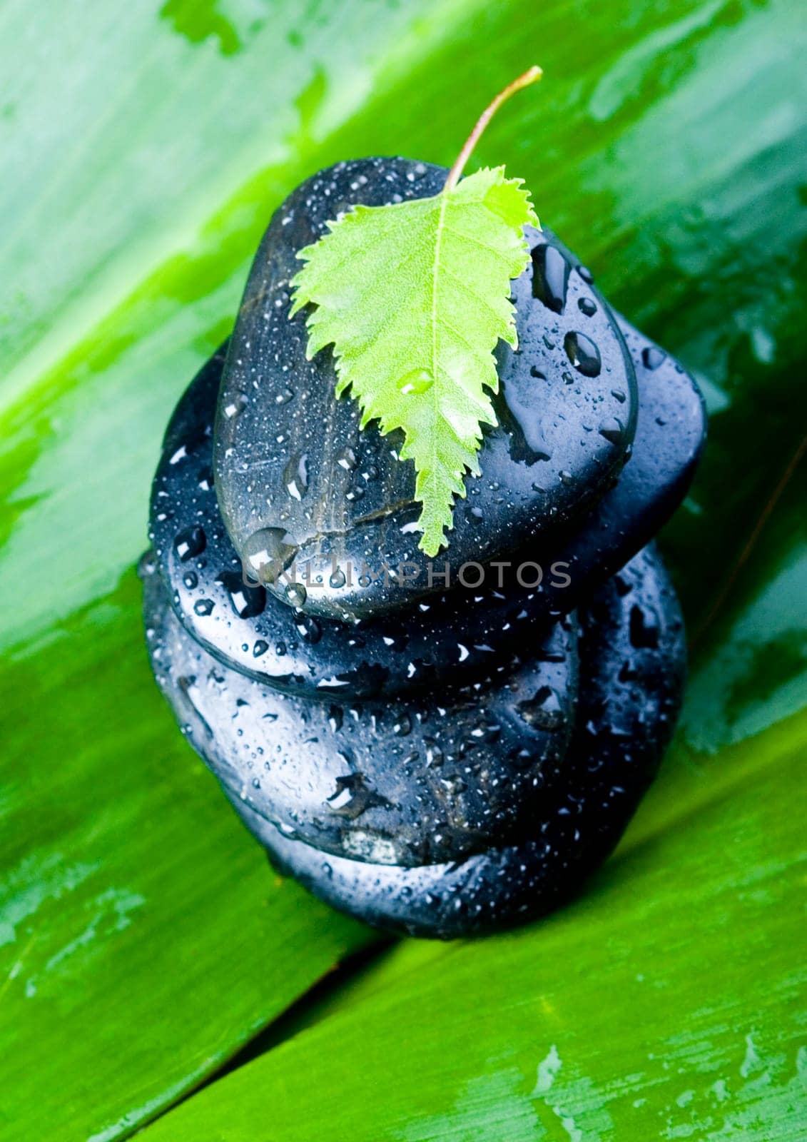 Zen is a freshness and the way of life.