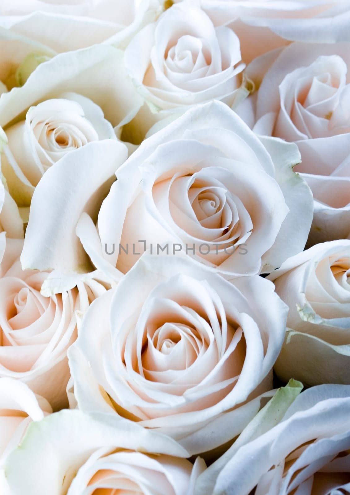 Rose (Rosa), a kind of flower which belongs to the rose-like family, includes over 200 species (according to some researchers up to a few thousands) bushes, which can be found in temperate and warm areas of the northern hemisphere.