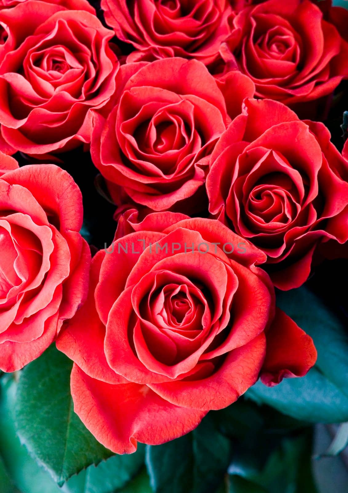 Rose (Rosa), a kind of flower which belongs to the rose-like family, includes over 200 species (according to some researchers up to a few thousands) bushes, which can be found in temperate and warm areas of the northern hemisphere.