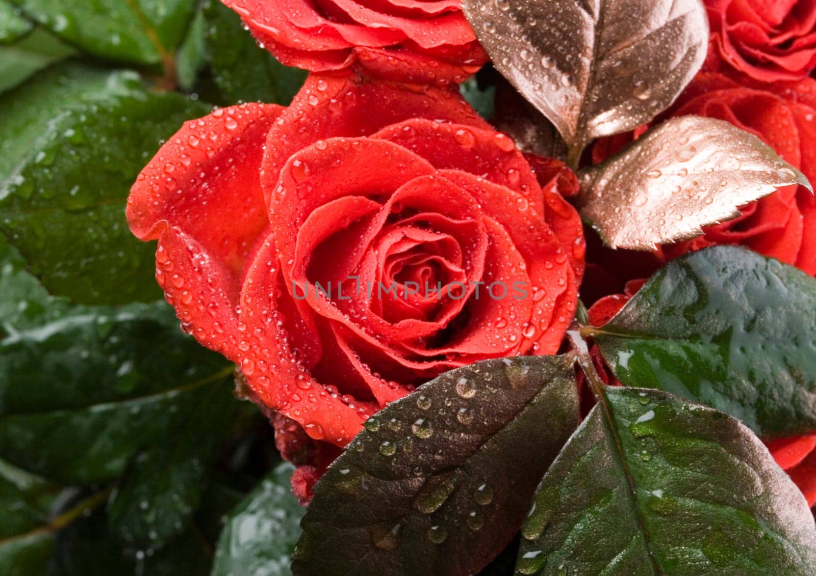 Rose (Rosa), a kind of flower which belongs to the rose-like family, includes over 200 species (according to some researchers up to a few thousands) bushes, which can be found in temperate and warm areas of the northern hemisphere.