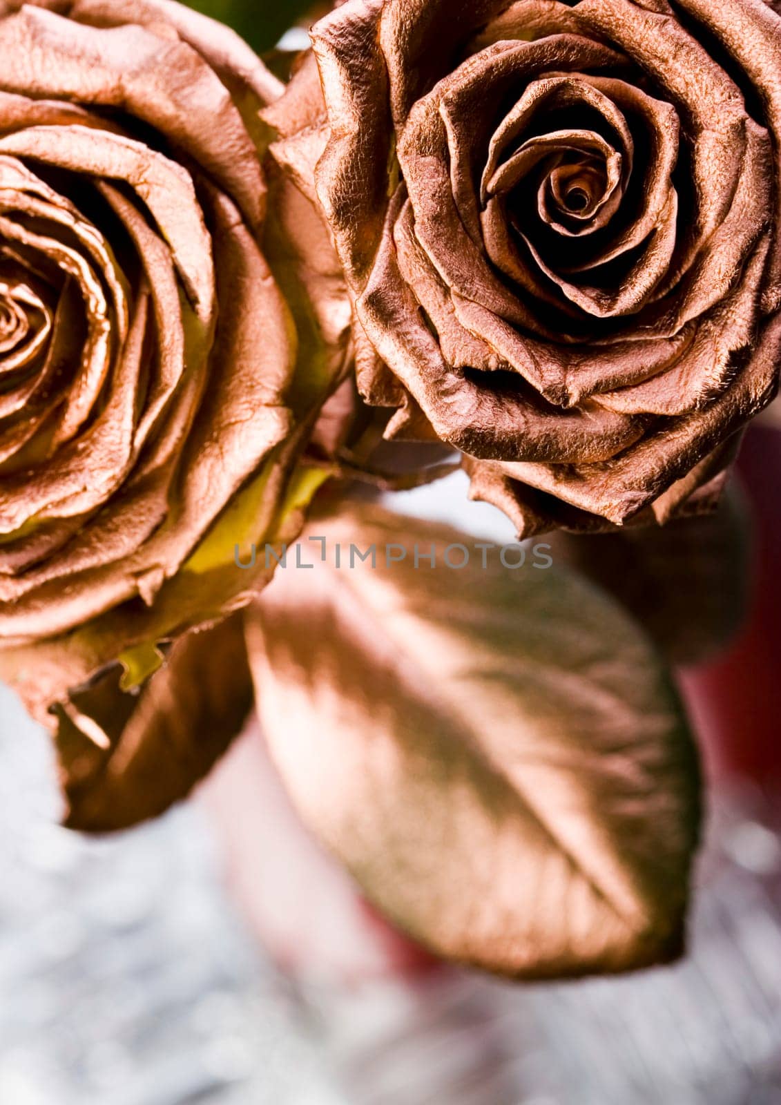 Rose (Rosa), a kind of flower which belongs to the rose-like family, includes over 200 species (according to some researchers up to a few thousands) bushes, which can be found in temperate and warm areas of the northern hemisphere.