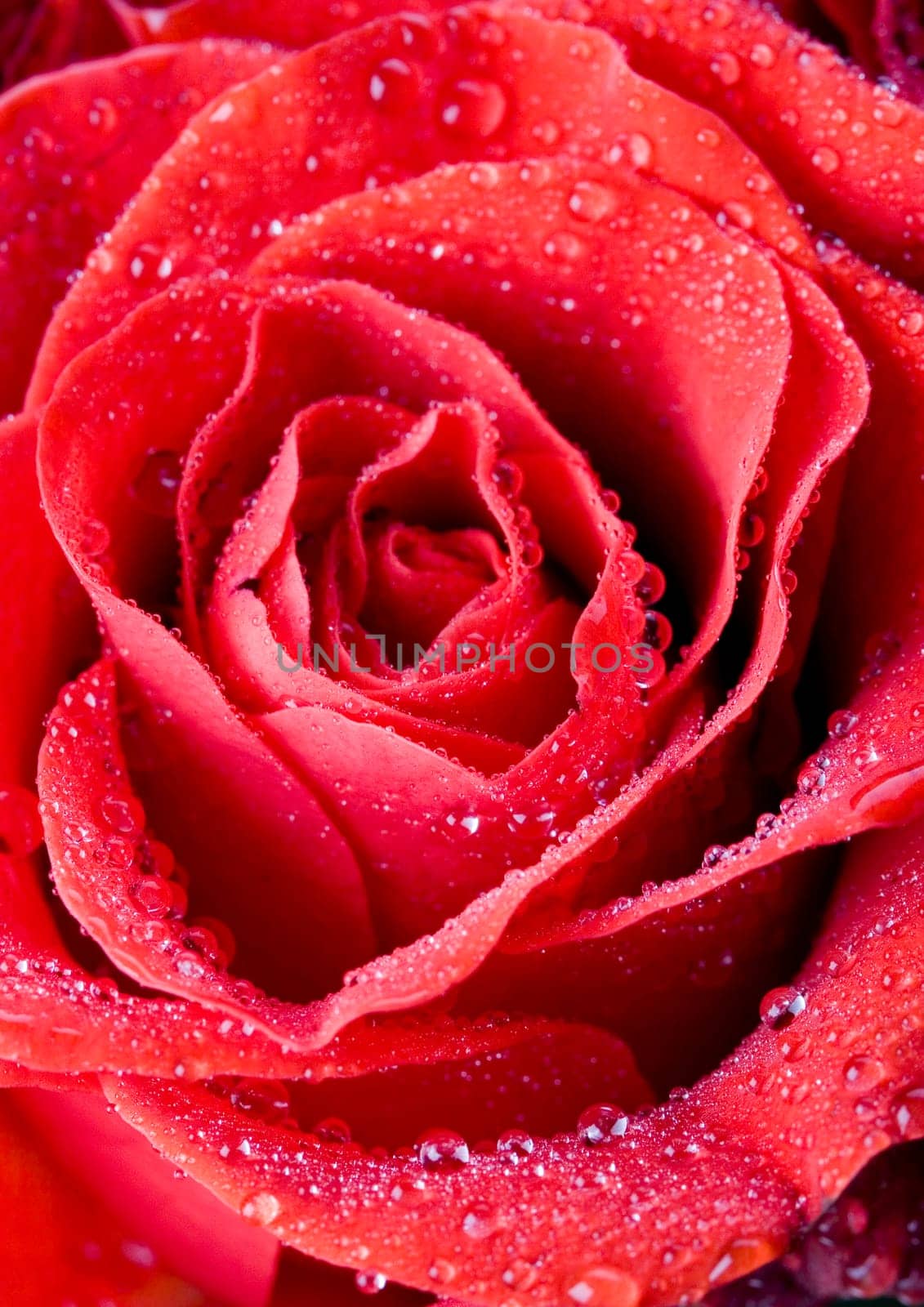 Rose (Rosa), a kind of flower which belongs to the rose-like family, includes over 200 species (according to some researchers up to a few thousands) bushes, which can be found in temperate and warm areas of the northern hemisphere.