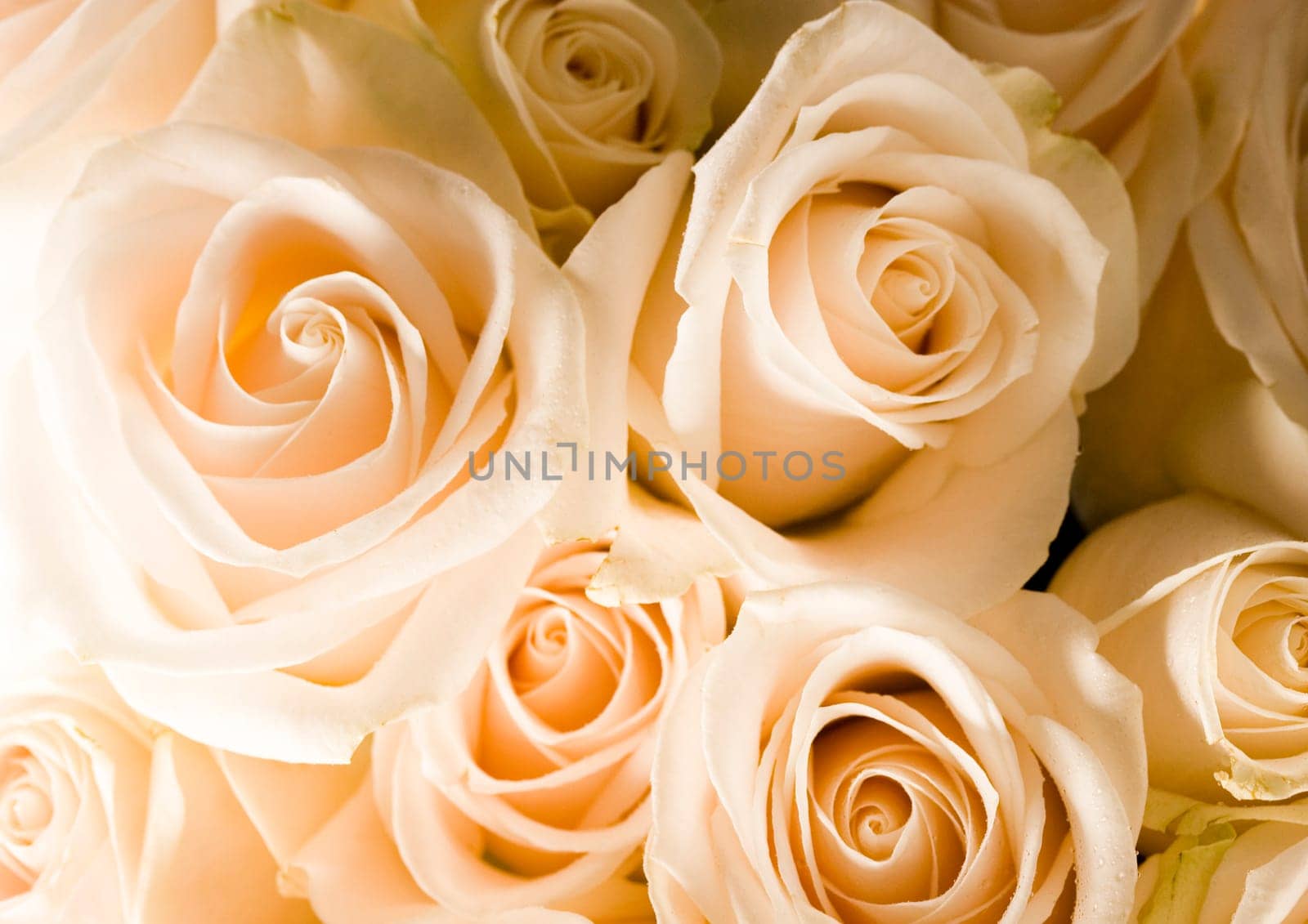 Rose (Rosa), a kind of flower which belongs to the rose-like family, includes over 200 species (according to some researchers up to a few thousands) bushes, which can be found in temperate and warm areas of the northern hemisphere.