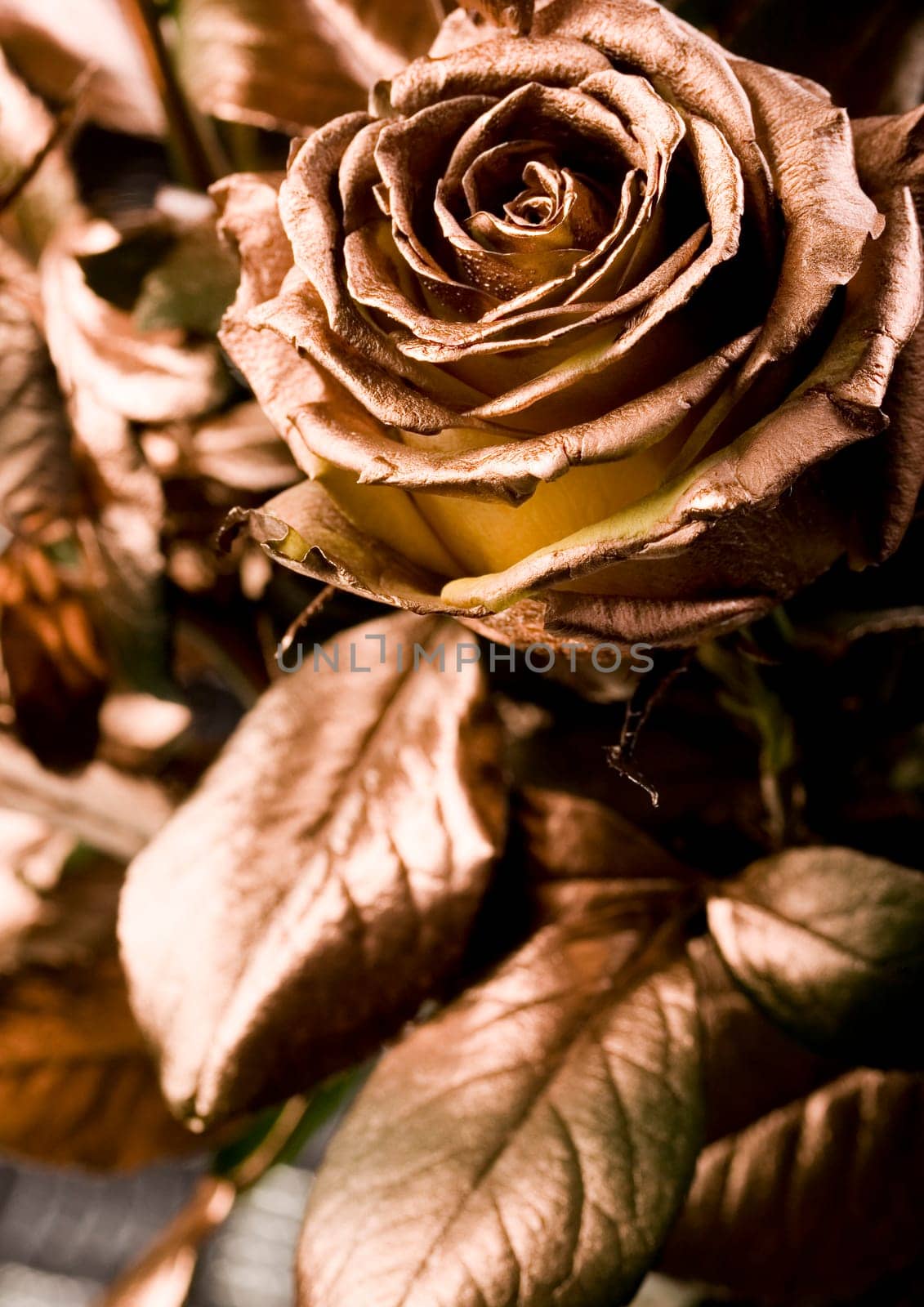 Rose (Rosa), a kind of flower which belongs to the rose-like family, includes over 200 species (according to some researchers up to a few thousands) bushes, which can be found in temperate and warm areas of the northern hemisphere.