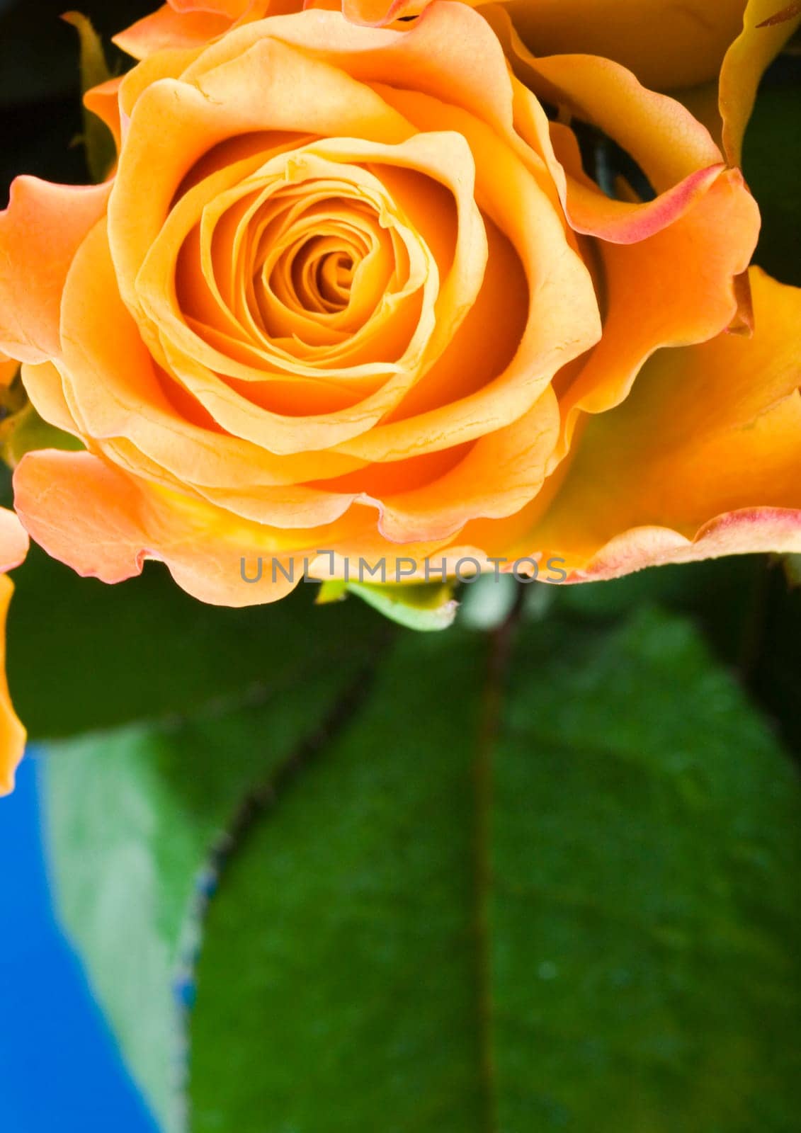 Rose (Rosa), a kind of flower which belongs to the rose-like family, includes over 200 species (according to some researchers up to a few thousands) bushes, which can be found in temperate and warm areas of the northern hemisphere.            Rose (Rosa)