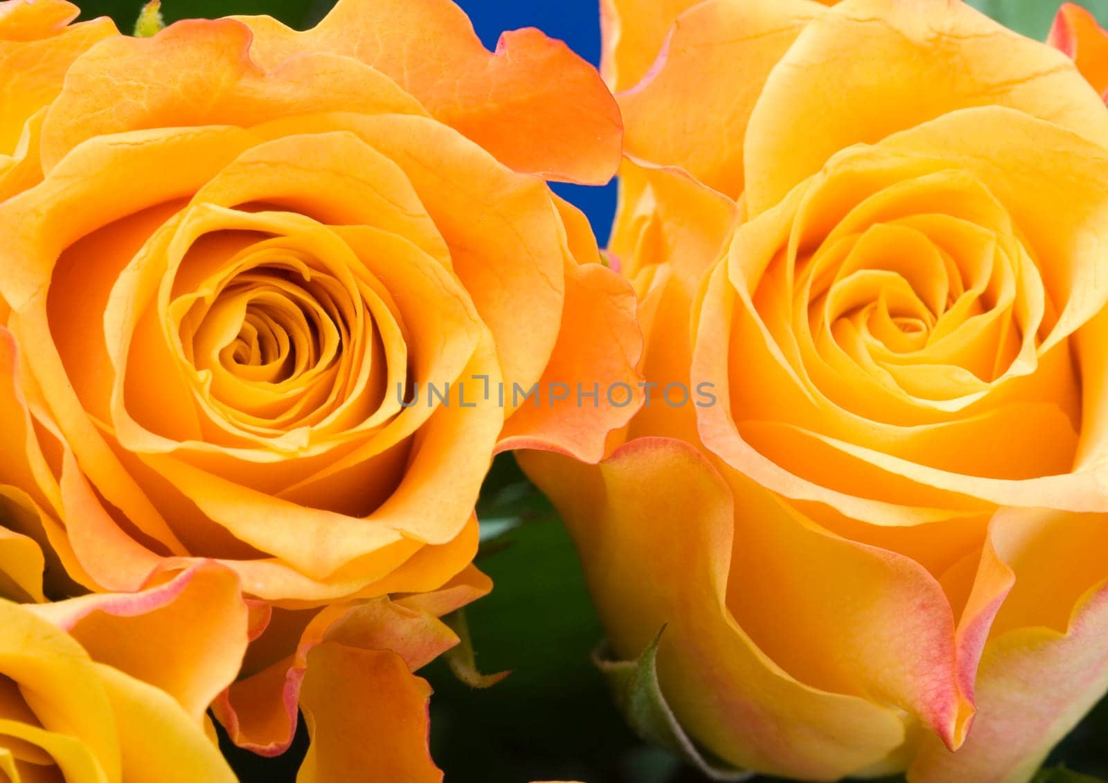 Rose (Rosa), a kind of flower which belongs to the rose-like family, includes over 200 species (according to some researchers up to a few thousands) bushes, which can be found in temperate and warm areas of the northern hemisphere.
