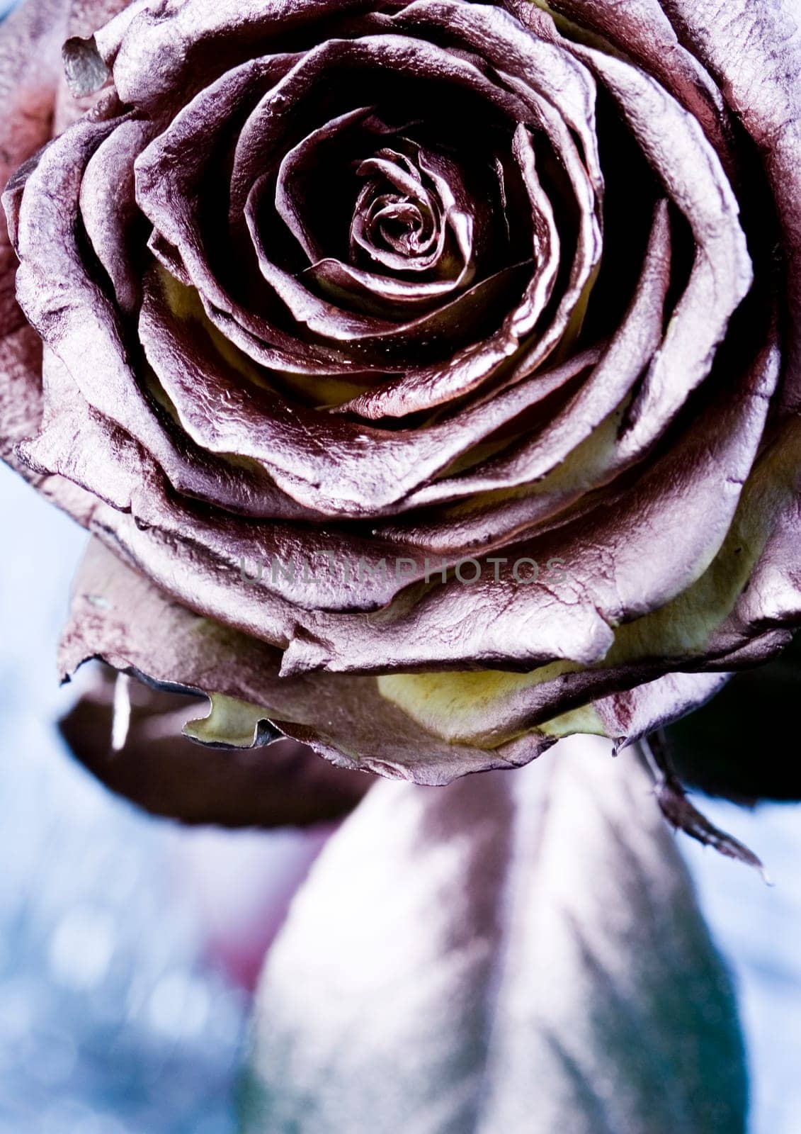 Rose (Rosa), a kind of flower which belongs to the rose-like family, includes over 200 species (according to some researchers up to a few thousands) bushes, which can be found in temperate and warm areas of the northern hemisphere.