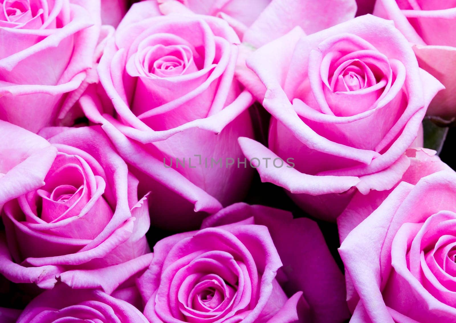 Rose (Rosa), a kind of flower which belongs to the rose-like family, includes over 200 species (according to some researchers up to a few thousands) bushes, which can be found in temperate and warm areas of the northern hemisphere.