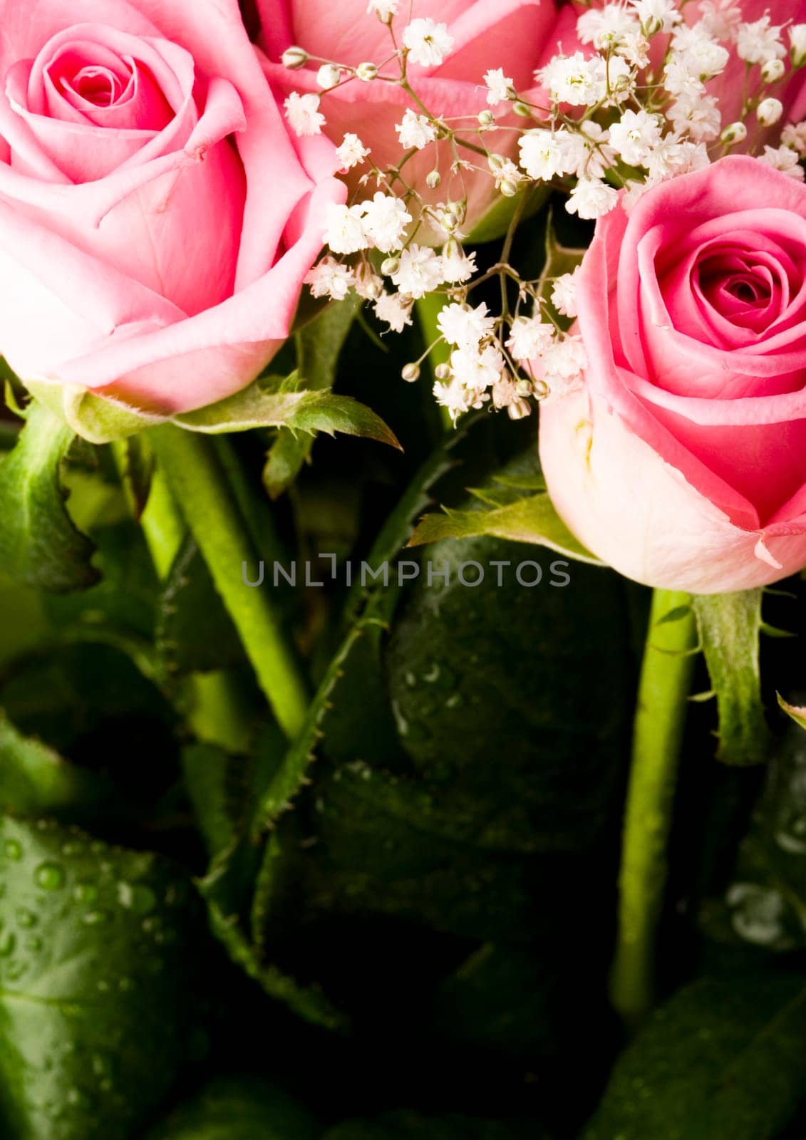 Rose (Rosa), a kind of flower which belongs to the rose-like family, includes over 200 species (according to some researchers up to a few thousands) bushes, which can be found in temperate and warm areas of the northern hemisphere.