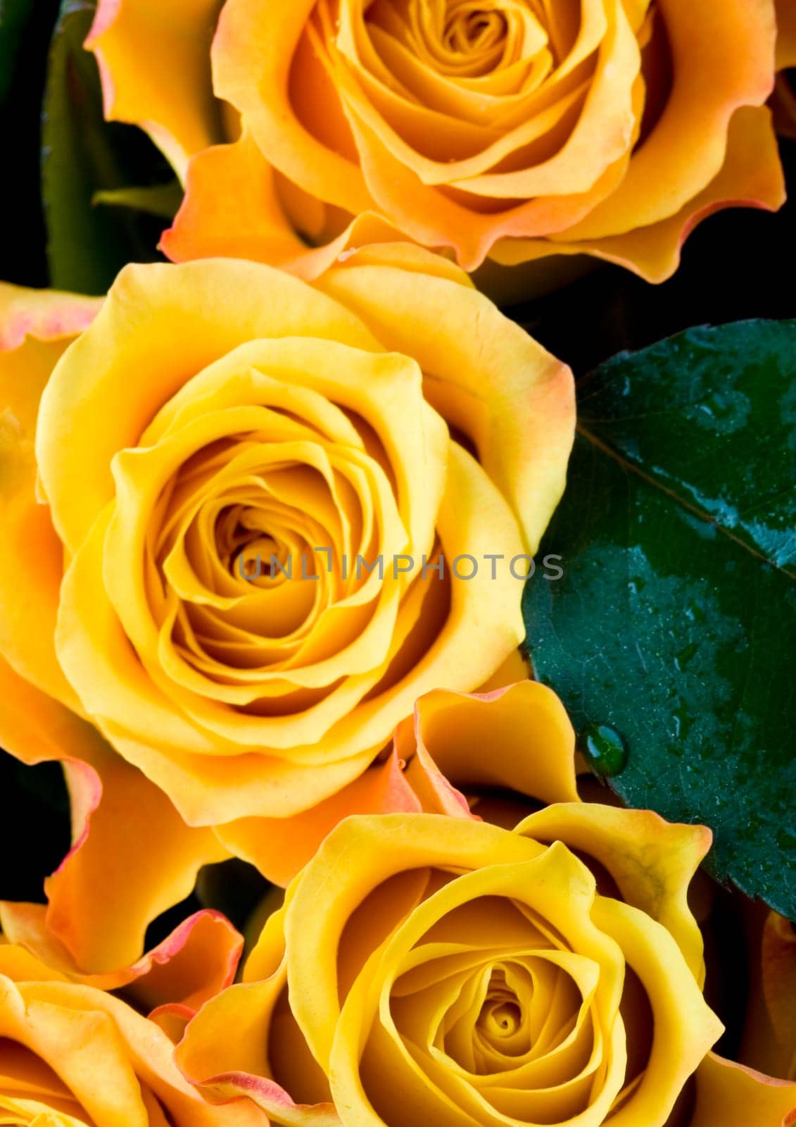 Rose (Rosa), a kind of flower which belongs to the rose-like family, includes over 200 species (according to some researchers up to a few thousands) bushes, which can be found in temperate and warm areas of the northern hemisphere.