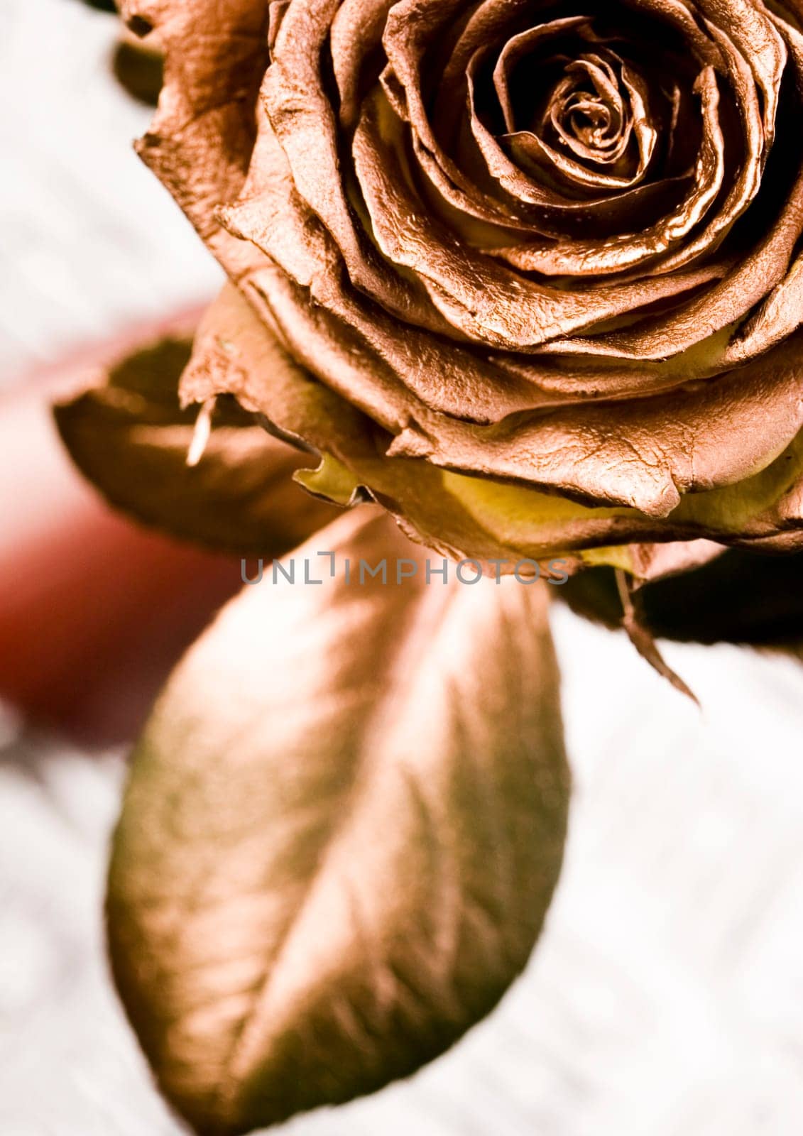 Rose (Rosa), a kind of flower which belongs to the rose-like family, includes over 200 species (according to some researchers up to a few thousands) bushes, which can be found in temperate and warm areas of the northern hemisphere.